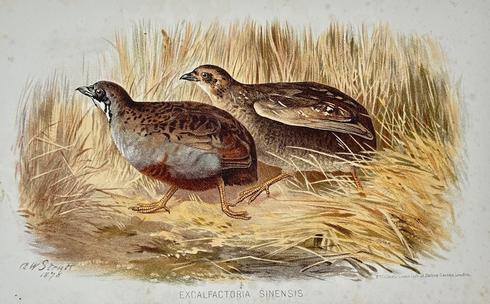 Alfred William Strutt (1856-1924) – King Quail (Excalfactoria sinensis) – Chromolithograph (1 of 2)