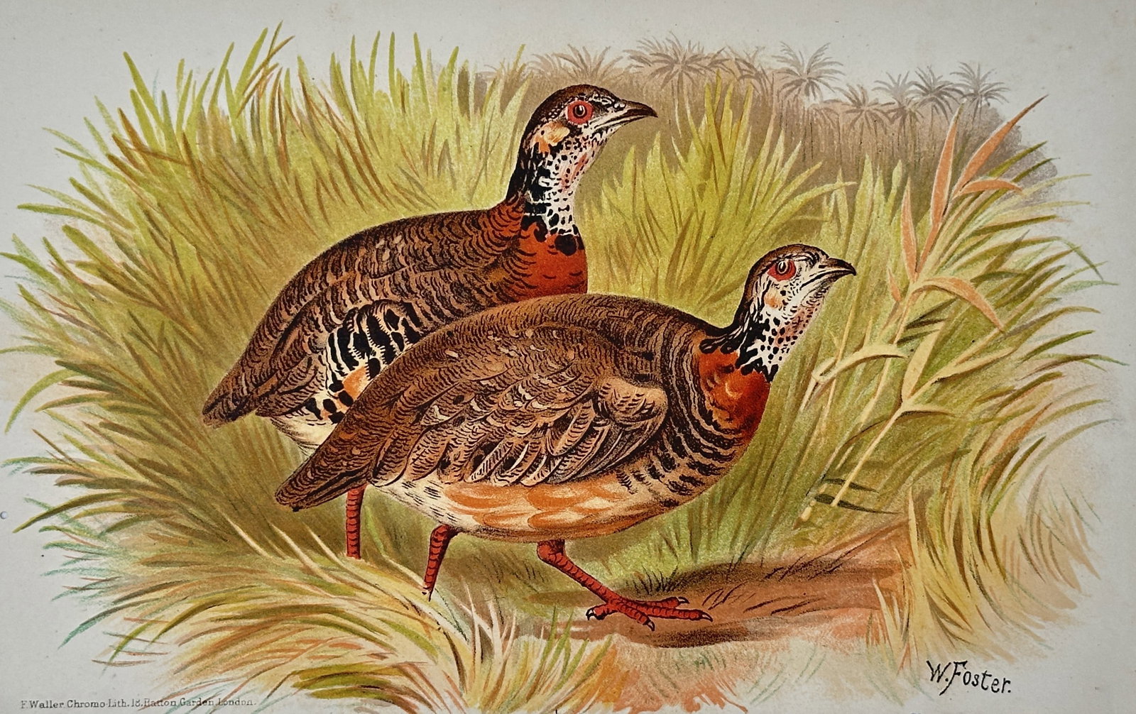 William Foster (1853-1924) – Francolin Species – Chromolithograph (1888): This vibrant chromolithograph depicts a pair of francolins (partridge-like birds) navigating through tall, green grasses. The birds are rendered with striking detail, featuring rich rufous plumage on 
