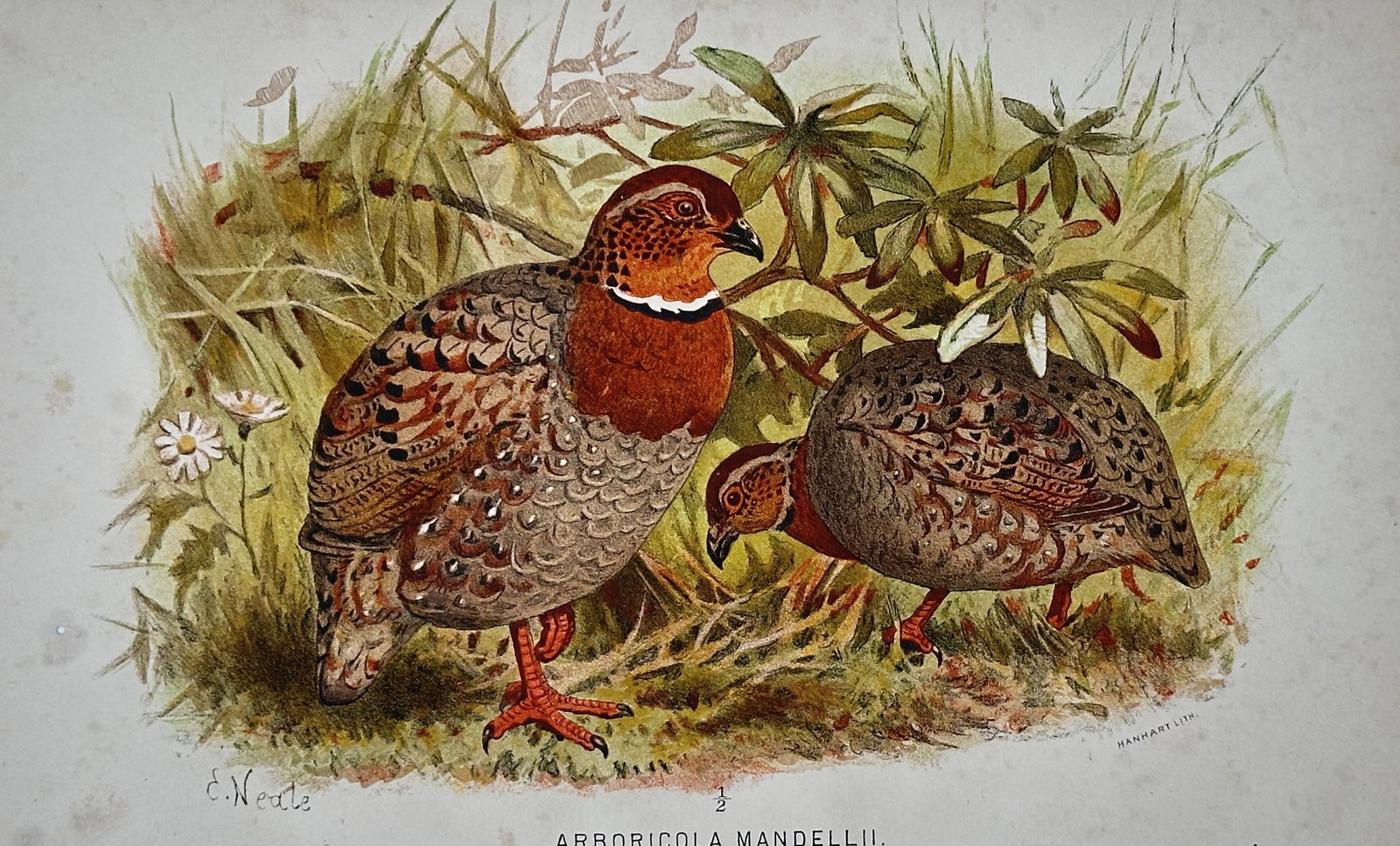 Edward Neale – Chestnut-breasted Hill Partridge (Arboricola mandellii) – Chromolithograph (1888): "ARBORICOLA MANDELLII." This chromolithograph illustrates a pair of Chestnut-breasted Hill Partridges in their natural montane forest habitat. The male in the foreground prominently displays the speci