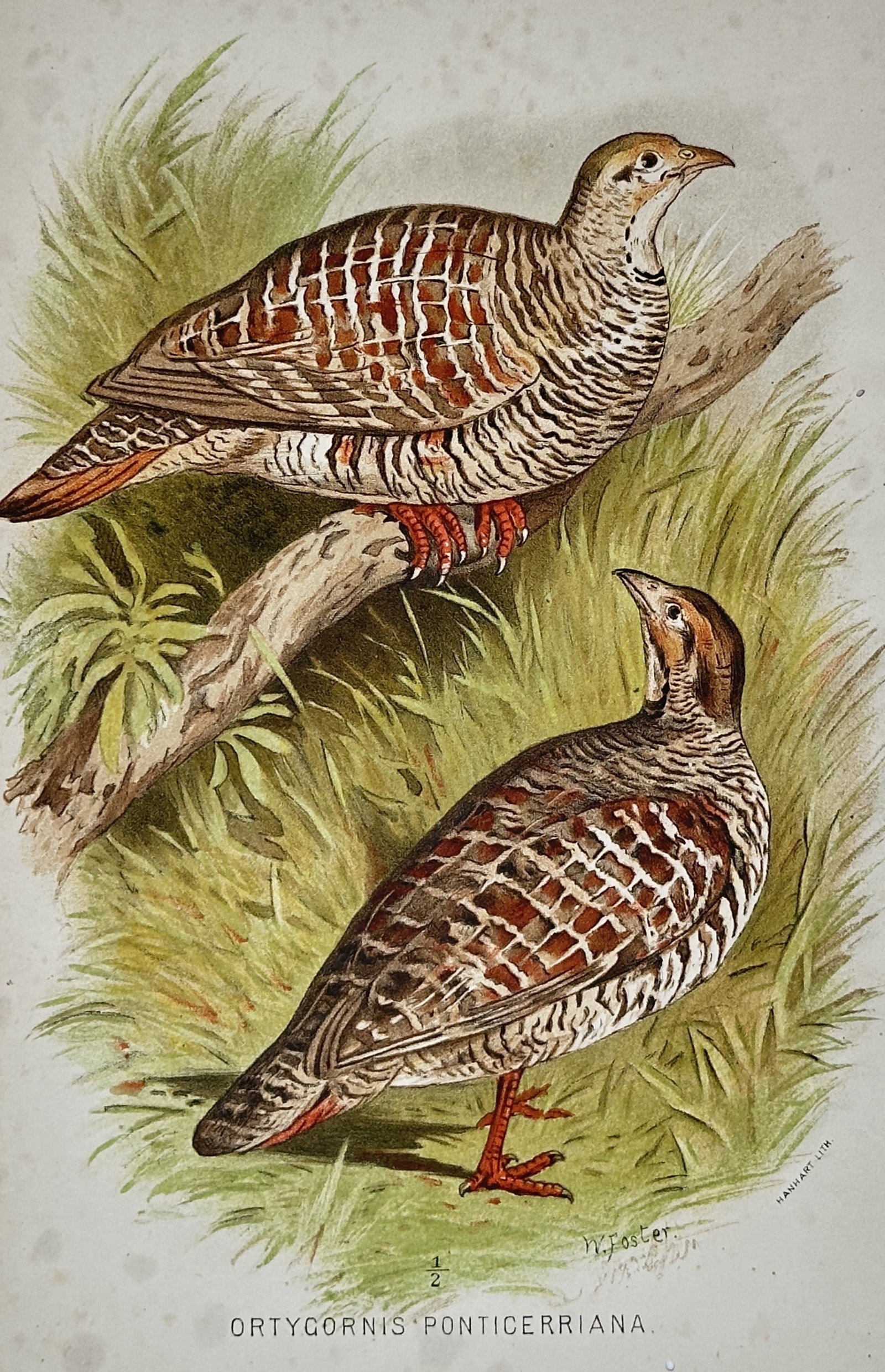 William Foster (1853-1924) – Grey Francolin (Ortygornis ponticeriana) – Chromolithograph (1888): "ORTYGORNIS PONTICERIANA." This chromolithograph depicts a pair of Grey Francolins, also known as Grey Partridges. One bird is perched prominently on a weathered tree branch, while the second stands i