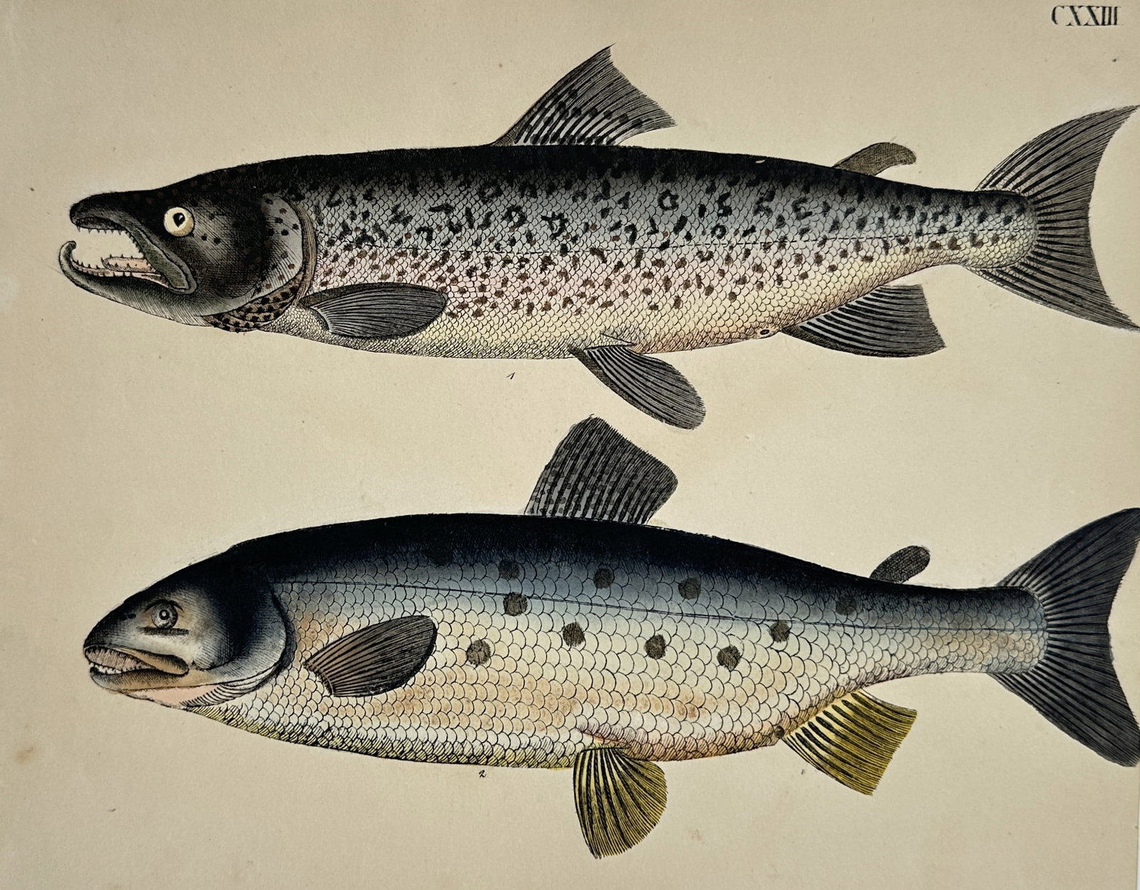 Friedrich Justin Bertuch – Studies of Salmon and Trout – Hand-coloured copper engraving (1 of 2)