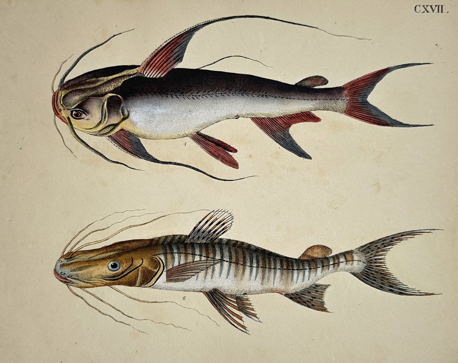 Friedrich Justin Bertuch – Studies of Catfish – Hand-coloured copper engraving (1790-1830): "Catfish Species." This hand-coloured copper engraving depicts two distinct types of catfish, highlighting their characteristic barbels and elongated fin structures. The work is from the series Bilder