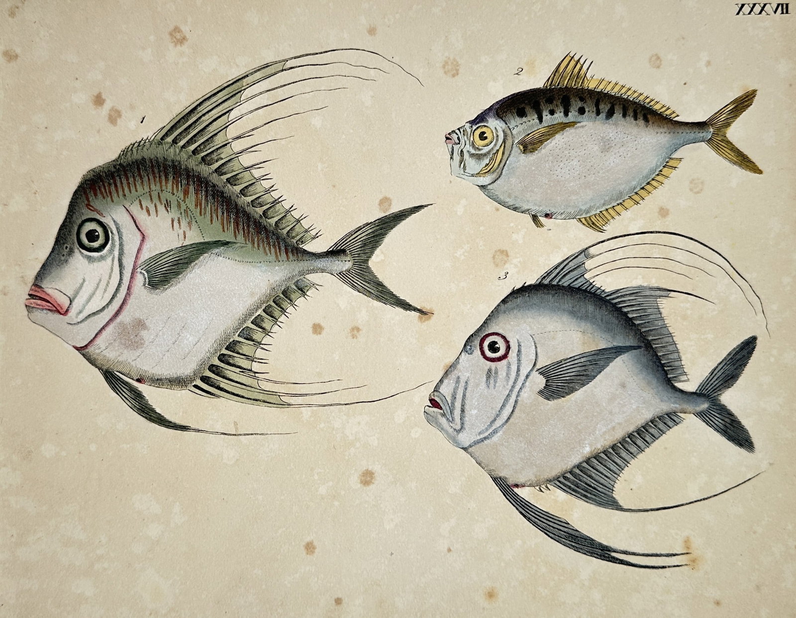 Friedrich Justin Bertuch – Studies of Exotic Marine Fish – Hand-coloured copper engraving: "Exotic Fish Species." This hand-coloured copper engraving illustrates three varieties of marine fish, including specimens with elongated dorsal and anal fin filaments characteristic of certain reef s
