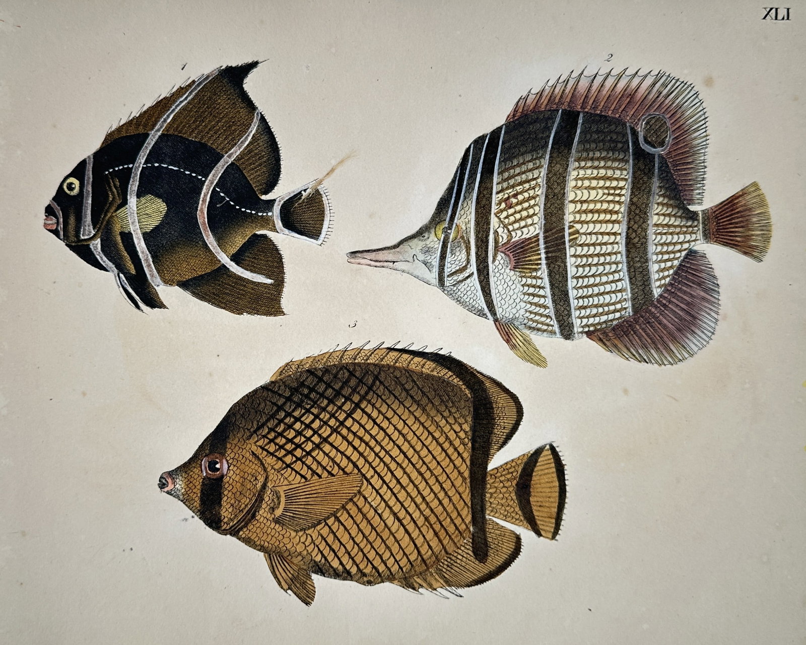 Friedrich Justin Bertuch – Studies of Butterflyfish and Angelfish – Hand-coloured copper (1 of 2)