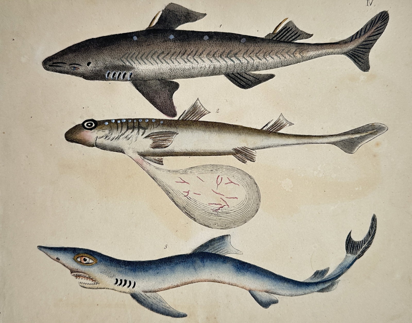 Friedrich Justin Bertuch – Studies of Sharks and Embryo – Hand-coloured copper engraving (1 of 2)