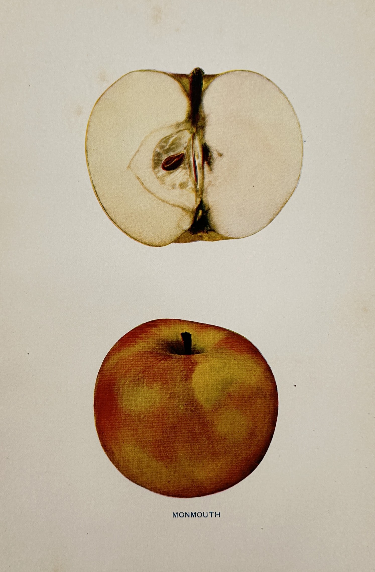 Spencer Ambrose Beach (1860-1922) – Monmouth Apple – Lithograph (1905) (1 of 2)