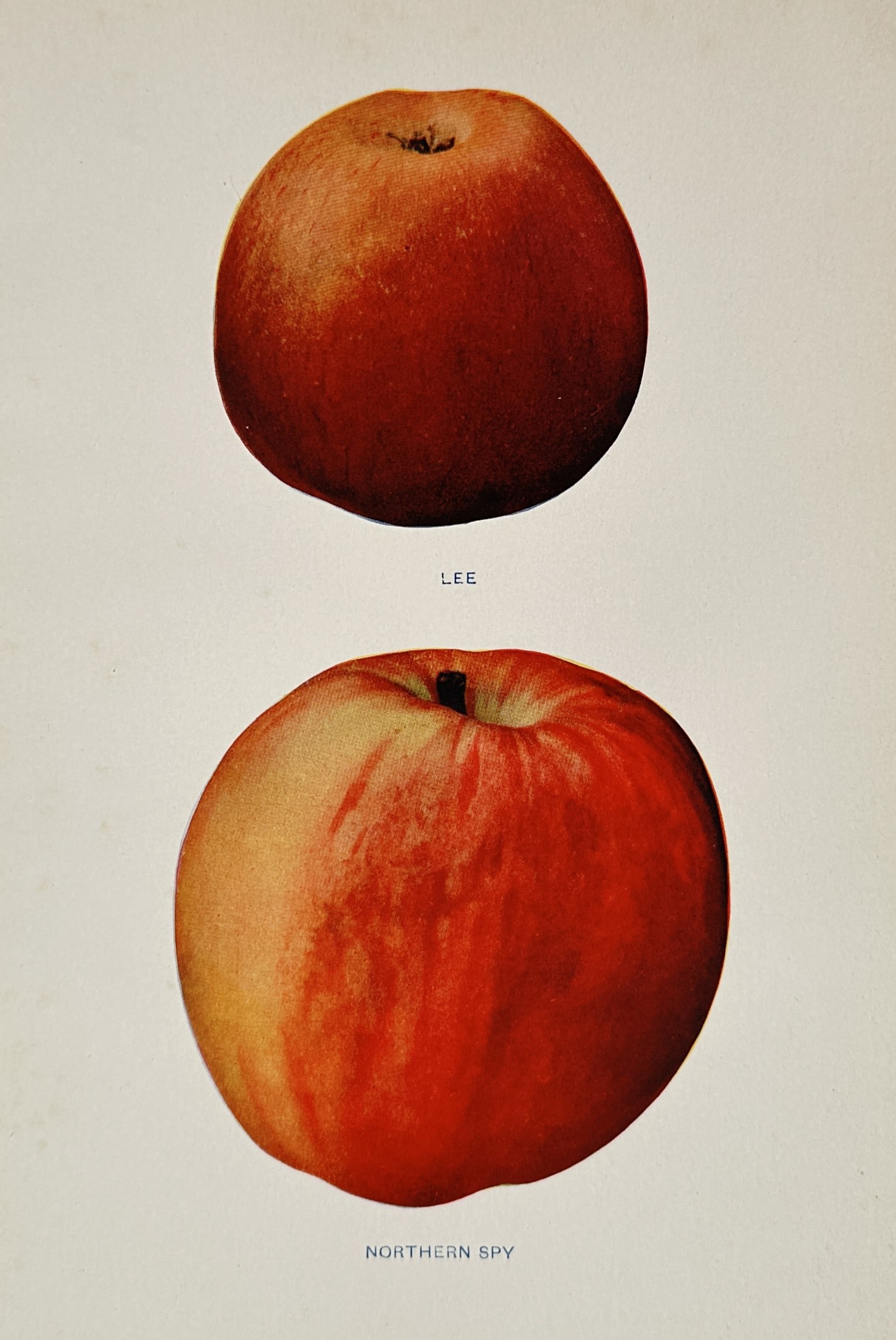 Spencer Ambrose Beach (1860-1922) – Lee and Northern Spy Apples – Lithograph (1905) (1 of 2)