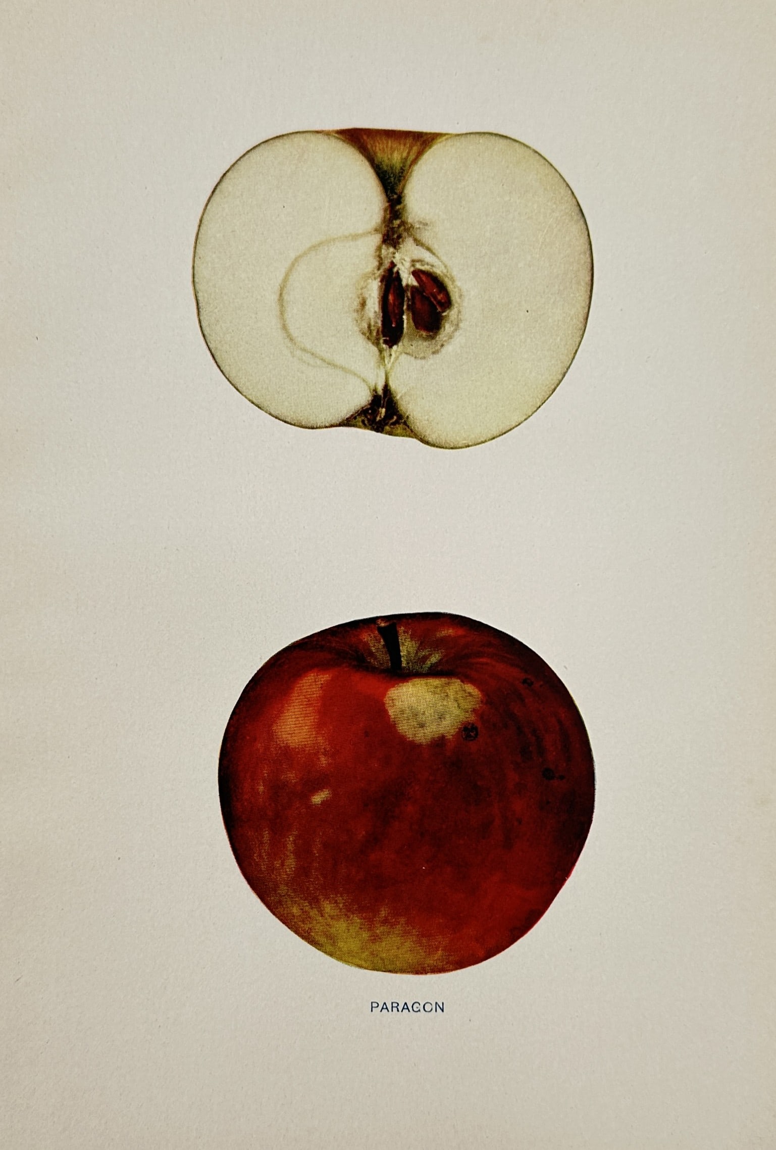 Spencer Ambrose Beach (1860-1922) – Paragon Apple – Lithograph (1905): "Paragon." This lithograph provides a pomological study of the Paragon apple variety, showcasing a whole specimen with its deep red skin alongside a longitudinal cross-section that details the interna