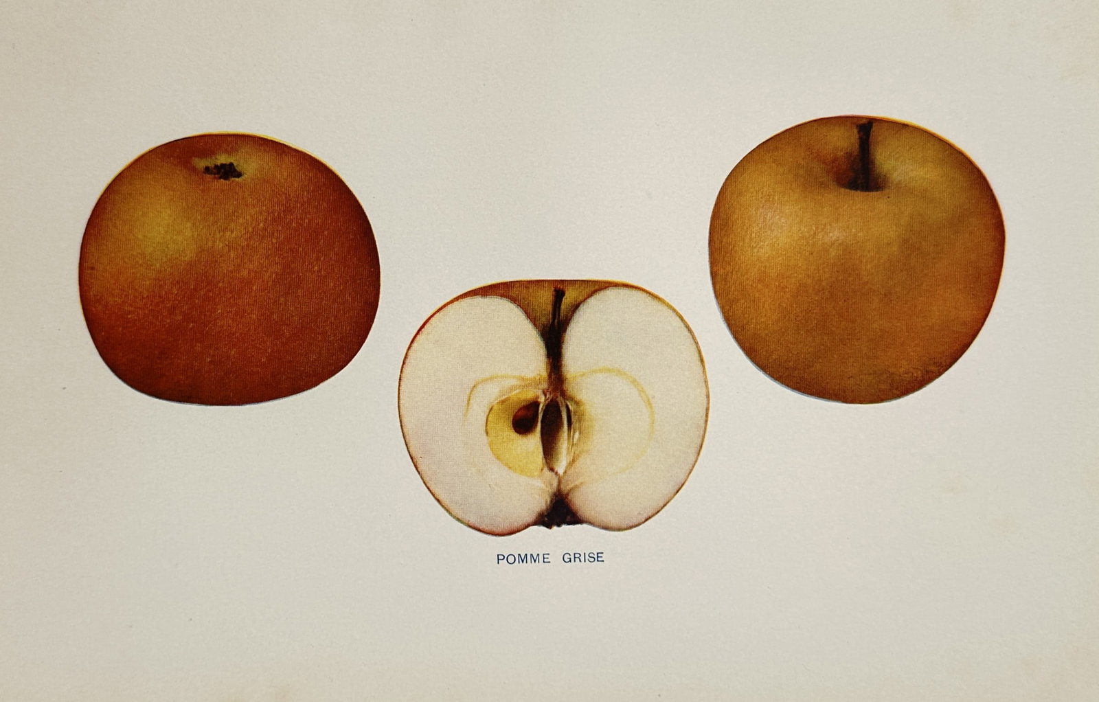 Spencer Ambrose Beach (1860-1922) – Pomme Grise Apple – Lithograph (1905): "Pomme Grise." This lithograph displays a botanical study of the Pomme Grise apple variety, featuring two whole specimens showing their characteristic russeted skin alongside a central cross-section r