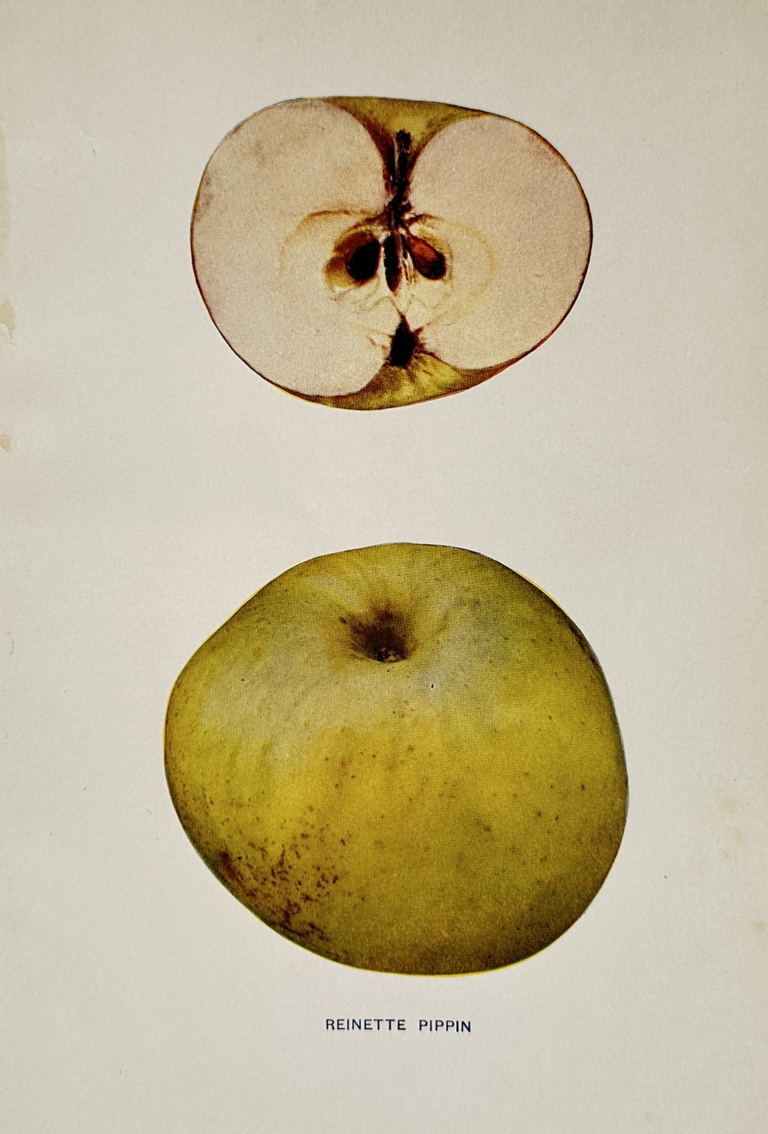 Spencer Ambrose Beach (1860-1922) – Reinette Pippin Apple – Lithograph (1905): "Reinette Pippin." This lithograph presents a pomological study of the Reinette Pippin apple, displaying a whole fruit with its characteristic yellow-green skin alongside a longitudinal cross-section 