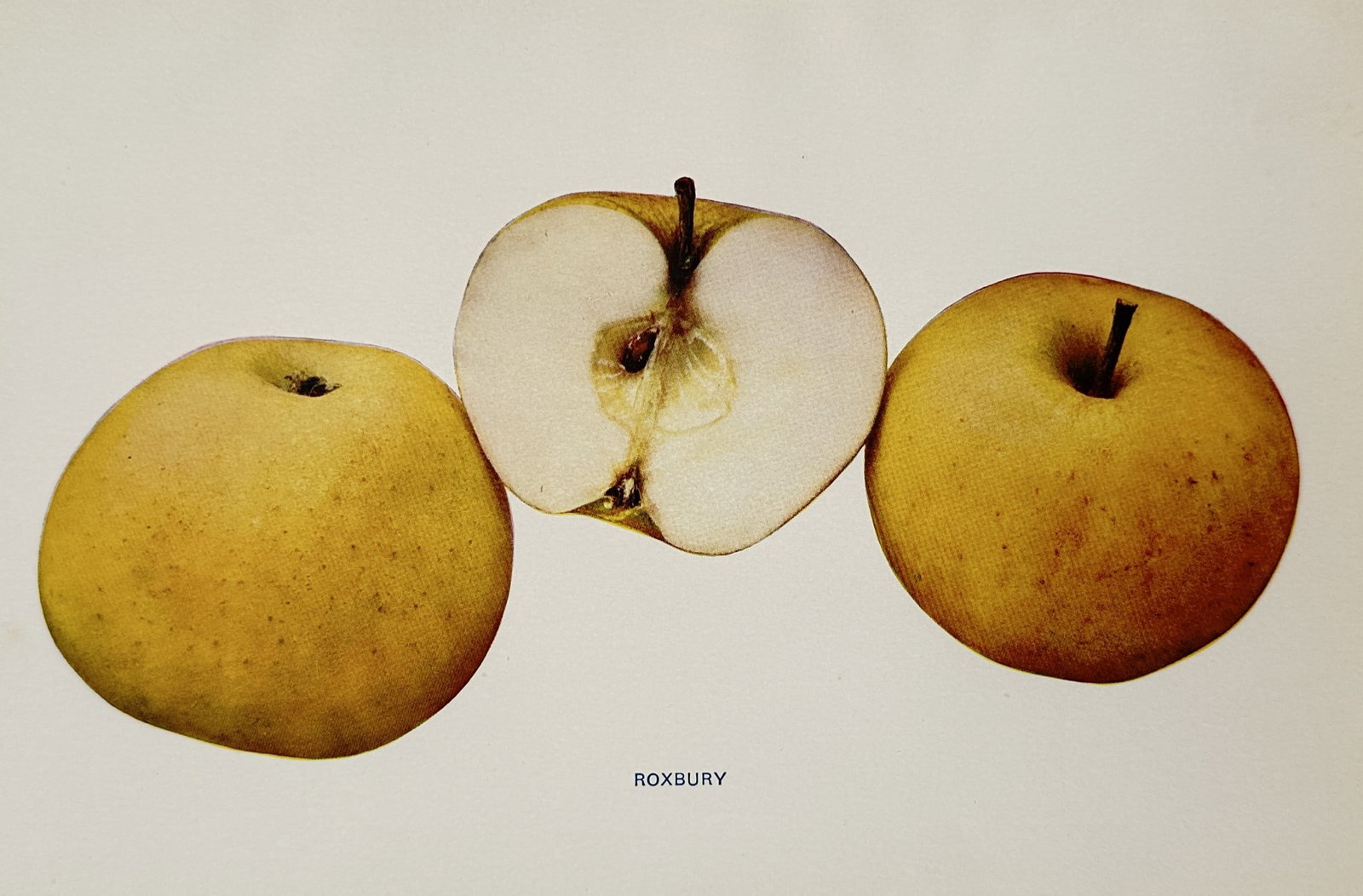 Spencer Ambrose Beach (1860-1922) – Roxbury Apple – Lithograph (1905): "Roxbury." This lithograph presents a botanical study of the Roxbury Russet apple, featuring two whole specimens showing their characteristic greenish-brown russeted skin alongside a central vertical 