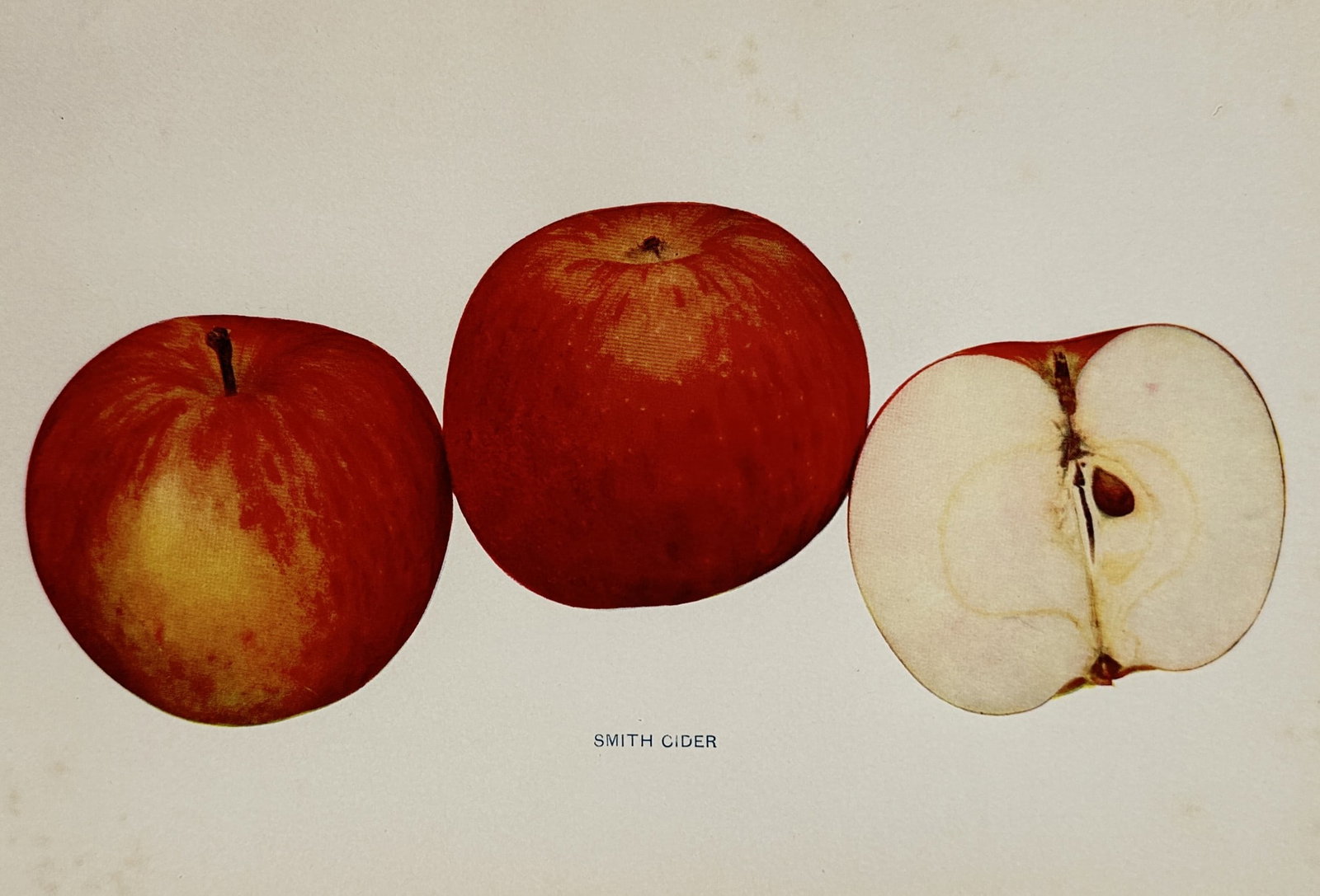 Spencer Ambrose Beach (1860-1922) – Smith Cider Apple – Lithograph (1905): "Smith Cider." This lithograph displays a botanical study of the Smith Cider apple variety, featuring two whole specimens with their characteristic red and yellow striped skin alongside a longitudinal