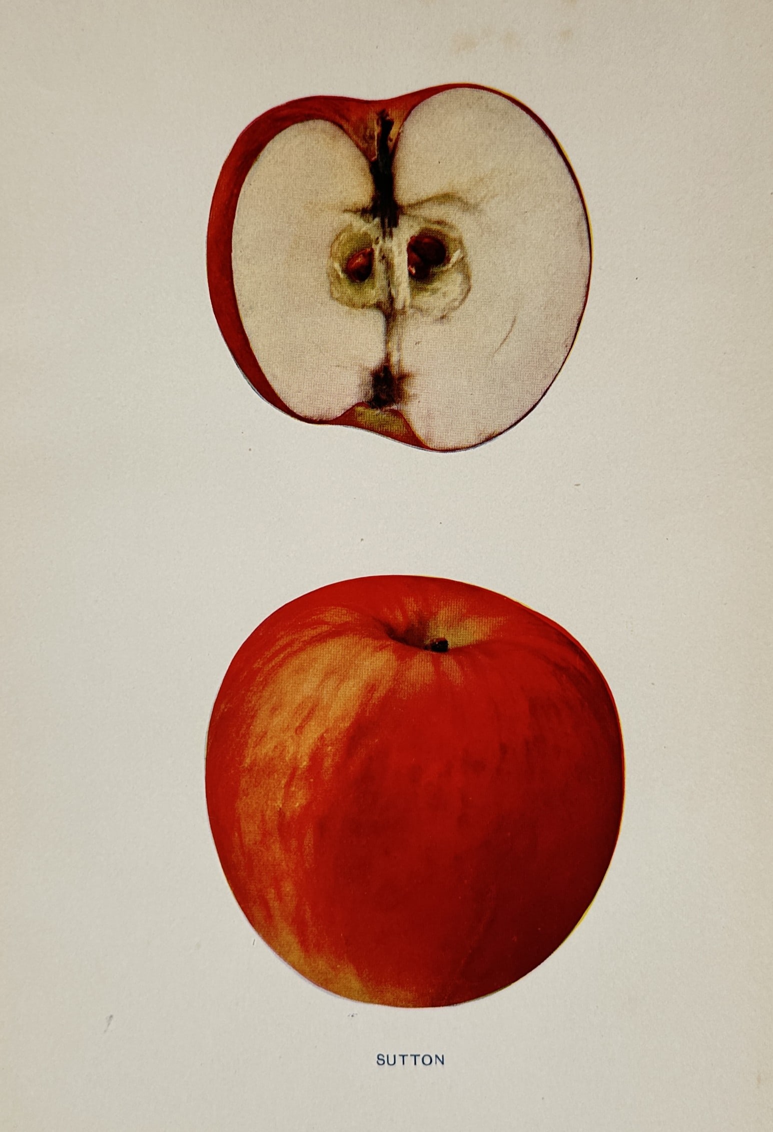 Spencer Ambrose Beach (1860-1922) – Sutton Apple – Lithograph (1905): "Sutton." This lithograph provides a pomological study of the Sutton apple variety, illustrating a whole specimen with its vibrant red skin alongside a vertical cross-section that details the internal