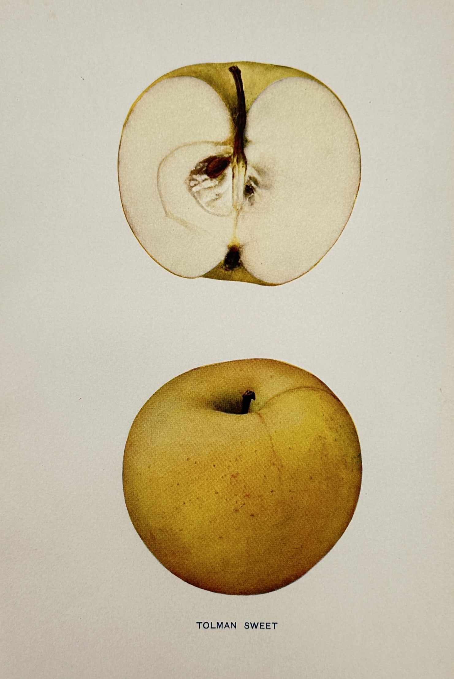 Spencer Ambrose Beach (1860-1922) – Tolman Sweet Apple – Lithograph (1905): "Tolman Sweet." This lithograph presents a botanical study of the Tolman Sweet apple variety, featuring a whole fruit with its characteristic pale yellow skin and distinct suture line alongside a vert
