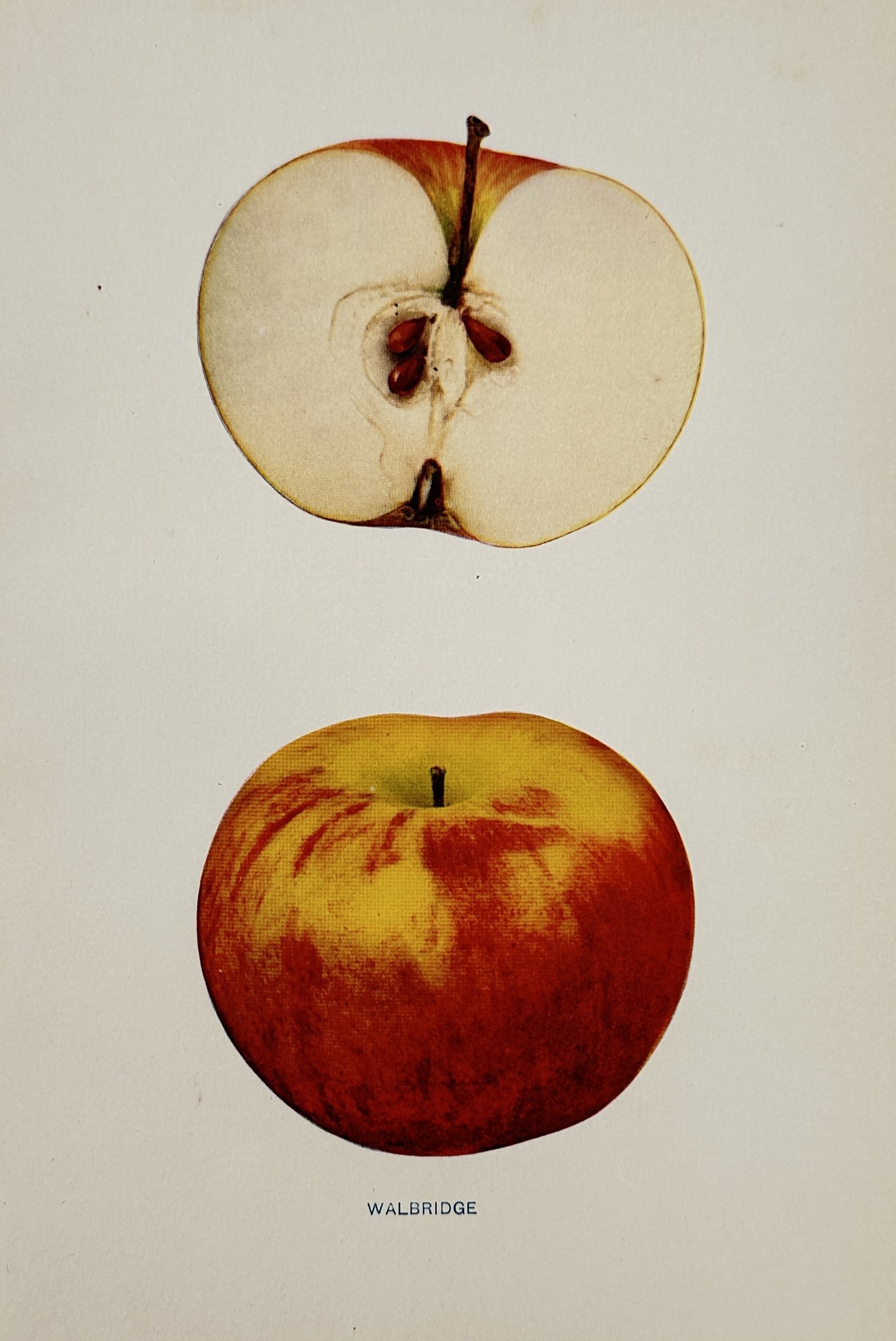 Spencer Ambrose Beach (1860-1922) – Walbridge Apple – Lithograph (1905): "Walbridge." This lithograph provides a pomological study of the Walbridge apple variety, illustrating a whole fruit with its red and yellow skin alongside a longitudinal cross-section detailing the i