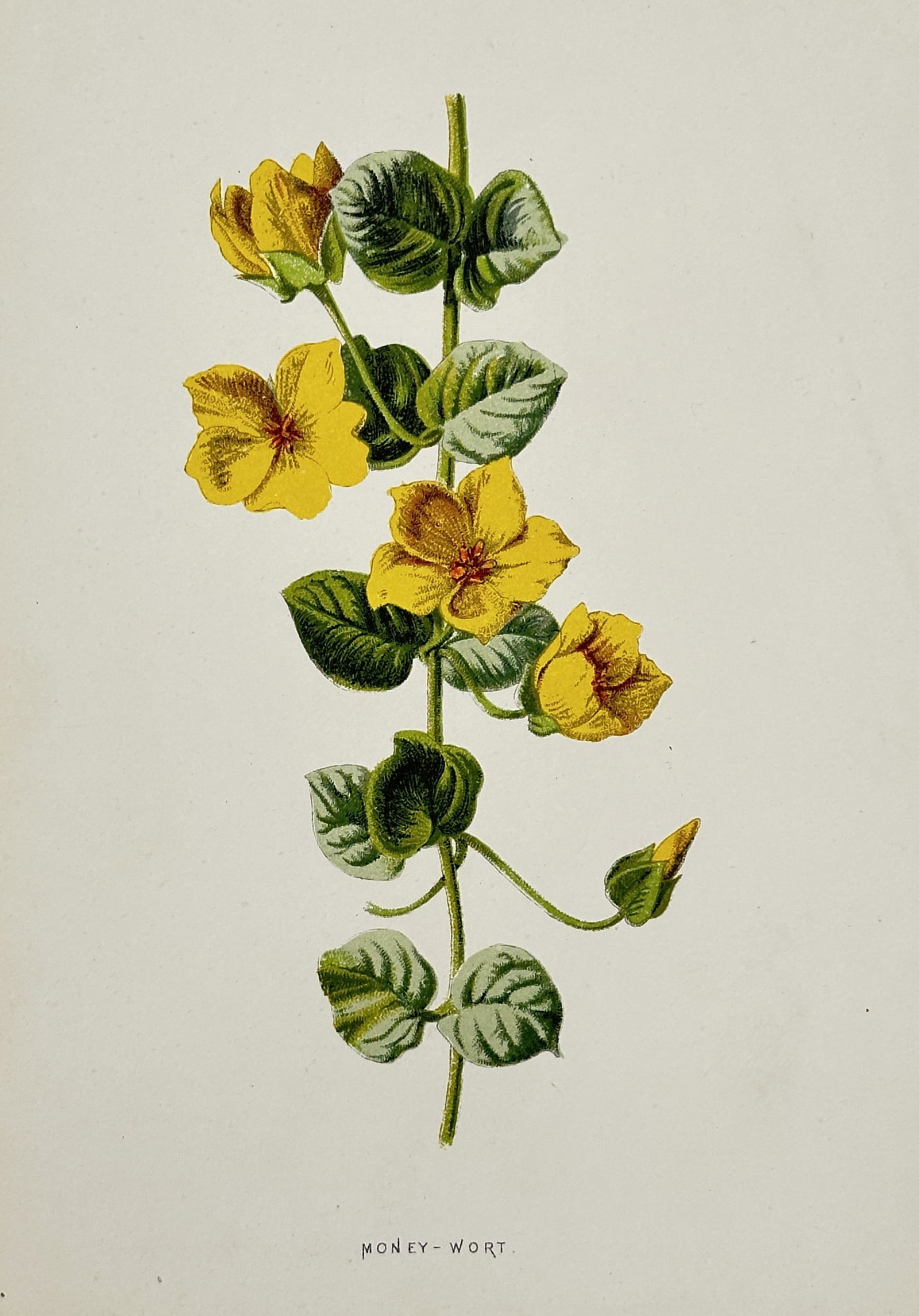 Frederick Edward Hulme (1841-1909) – Money-Wort – Chromolithograph (1875-1900): "Money-Wort." This chromolithograph depicts a flowering specimen of Lysimachia nummularia, commonly known as Moneywort or Creeping Jenny, showing its bright yellow cup-shaped flowers and pairs of roun