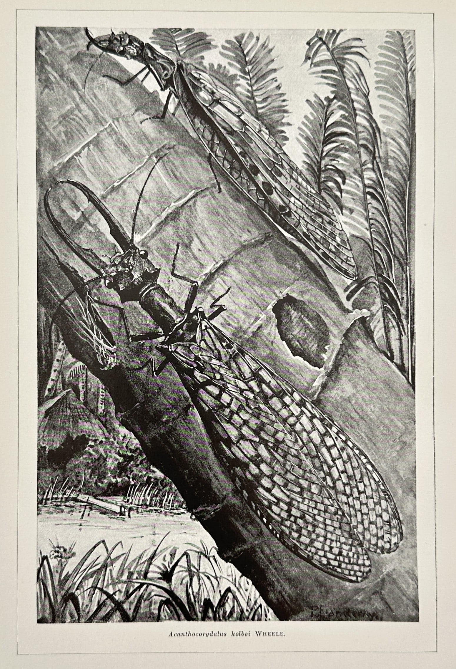 Paul Flanderky (1872–1937) – Dobsonflies on a Tree Trunk – Lithograph (1900–1920): "Acanthacorydalis fedtschenkoi." This lithograph depicts two large dobsonflies resting on the bark of a tree near a body of water, highlighting the dramatic elongated mandibles of the male specimen in