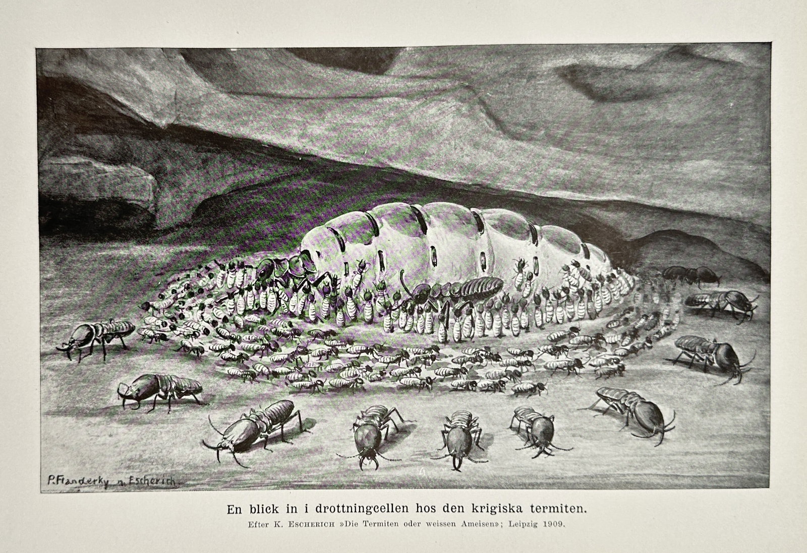 Paul Flanderky – A View into the Queen's Chamber of the Bellicose Termite – Lithograph: "En blick in i drottningcellen hos den krigiska termiten." This lithograph illustrates the interior of a termite mound, focusing on the distended queen termite surrounded by a massive retinue of worke