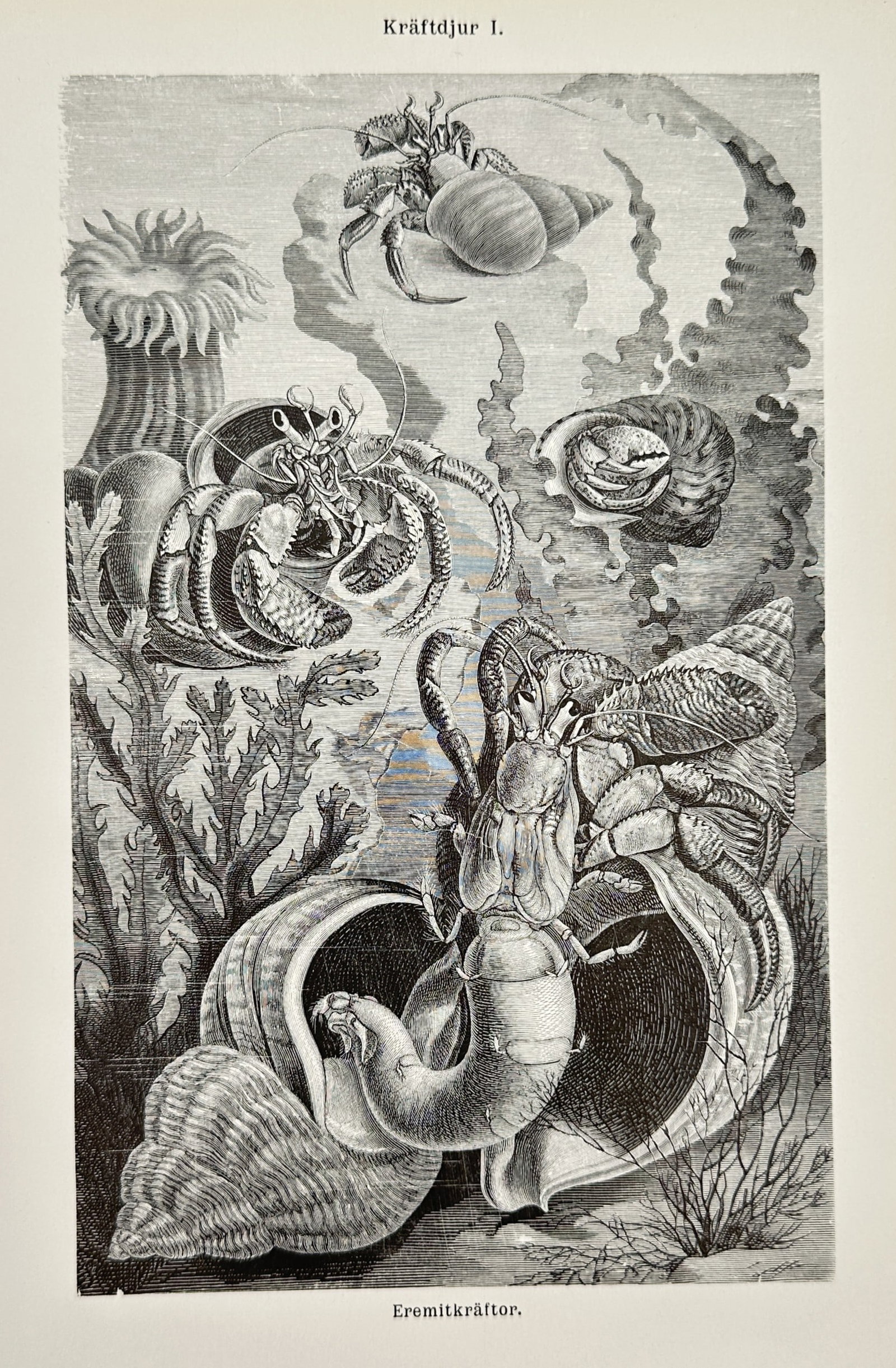 Paul Flanderky (1872-1937) – Hermit Crabs in an Underwater Habitat – Lithograph (1900-1920) (1 of 2)
