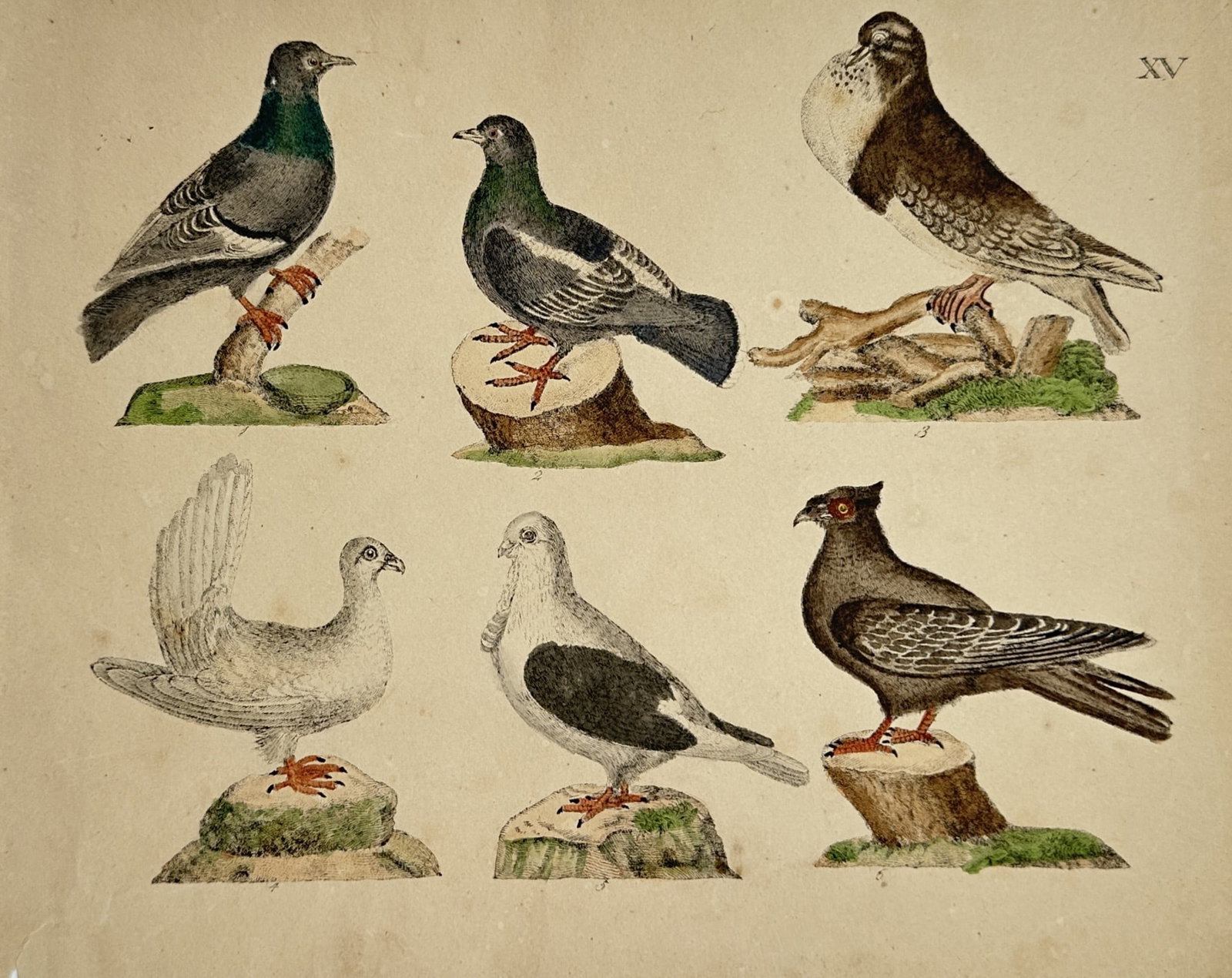 Friedrich Justin Bertuch – Varieties of Domestic Pigeons – Hand-coloured copper engraving (1 of 2)