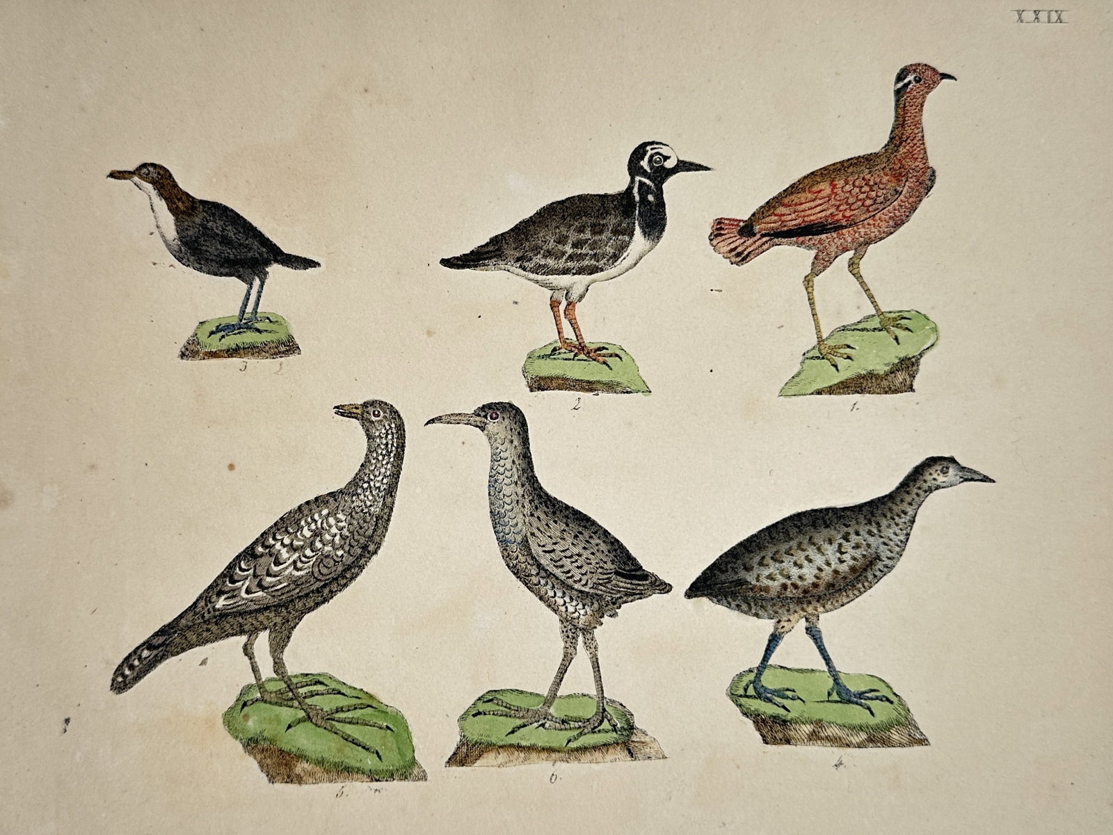 Friedrich Justin Bertuch – Studies of Shorebirds and Waders – Hand-coloured copper engraving: "Varieties of Shorebirds." This hand-coloured copper engraving illustrates six distinct species of wading birds and shorebirds, highlighting variations in plumage, beak structure, and leg length adapt