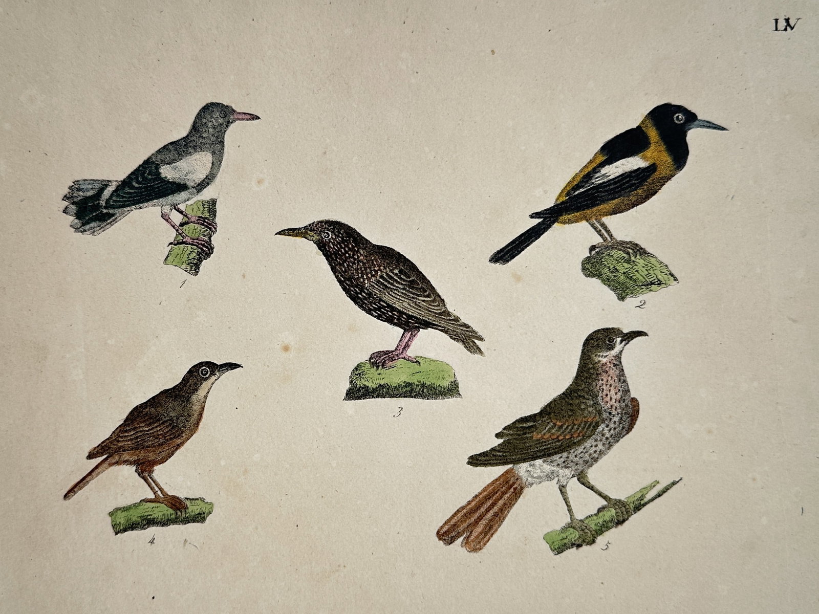 Friedrich Justin Bertuch – Studies of Songbirds and Passerines – Hand-coloured copper engraving (1 of 2)