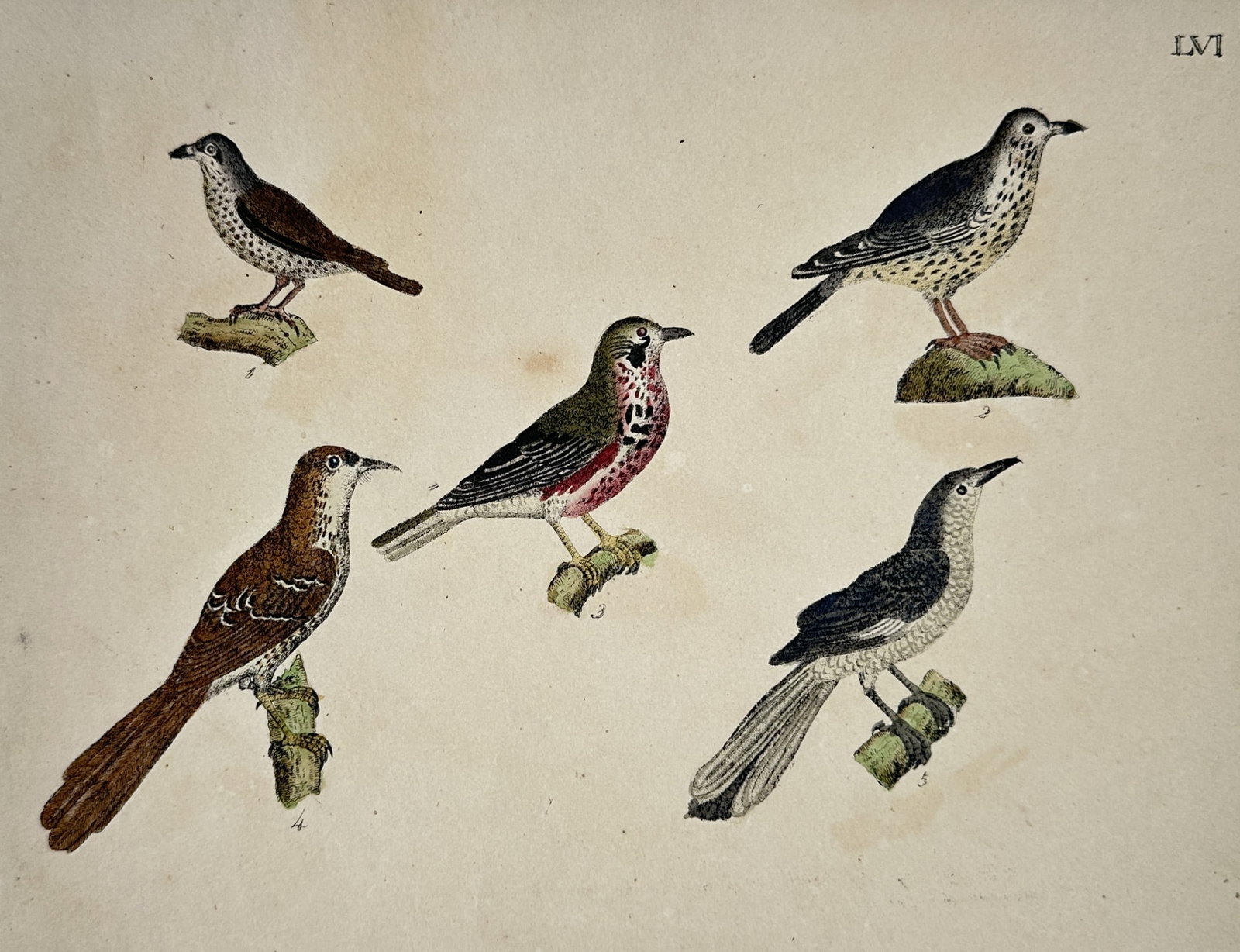 Friedrich Justin Bertuch – Studies of Thrushes and Allied Songbirds (1 of 2)