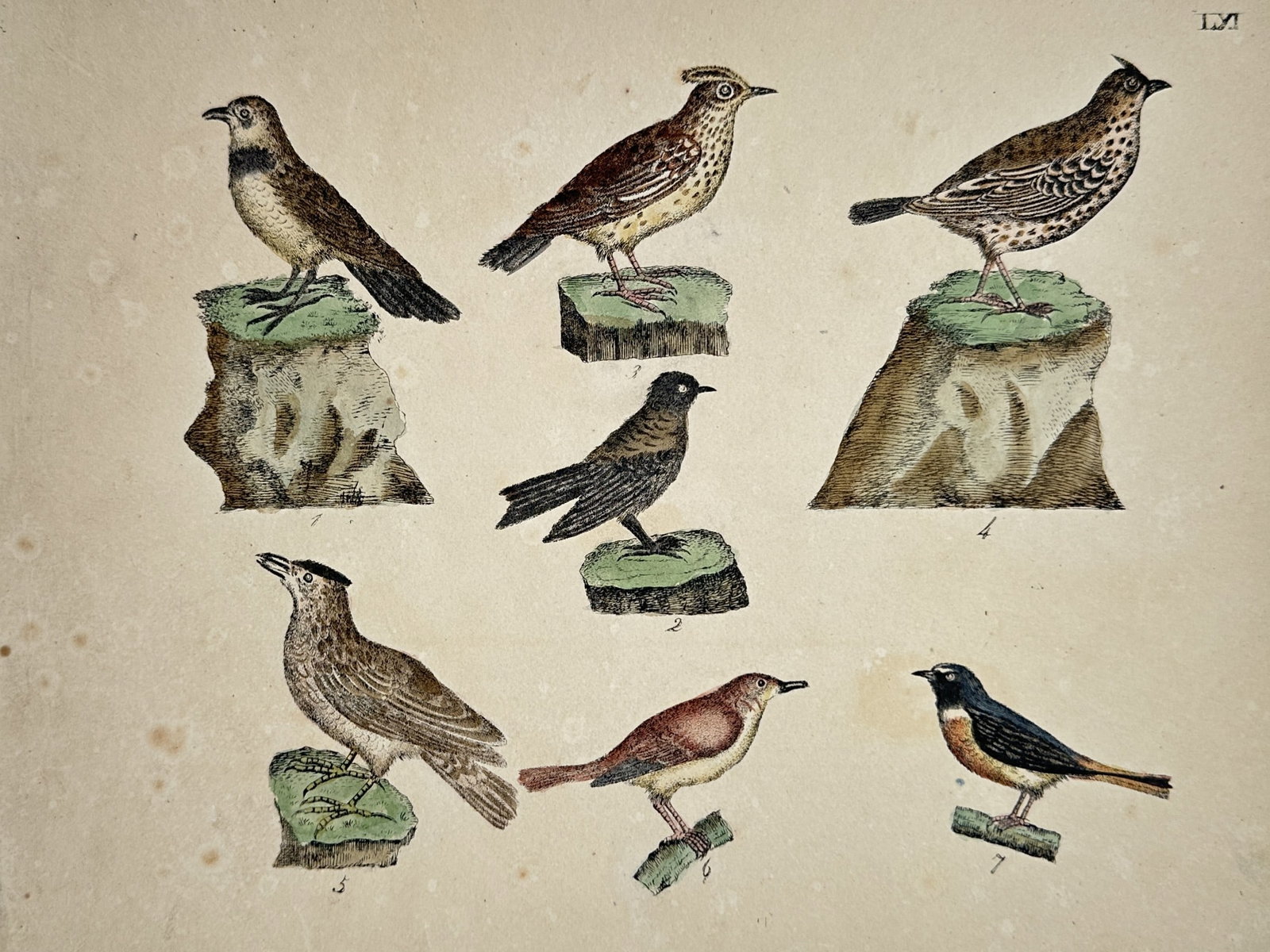 Friedrich Justin Bertuch – Studies of Larks and Small Passerines – Hand-coloured copper (1 of 2)