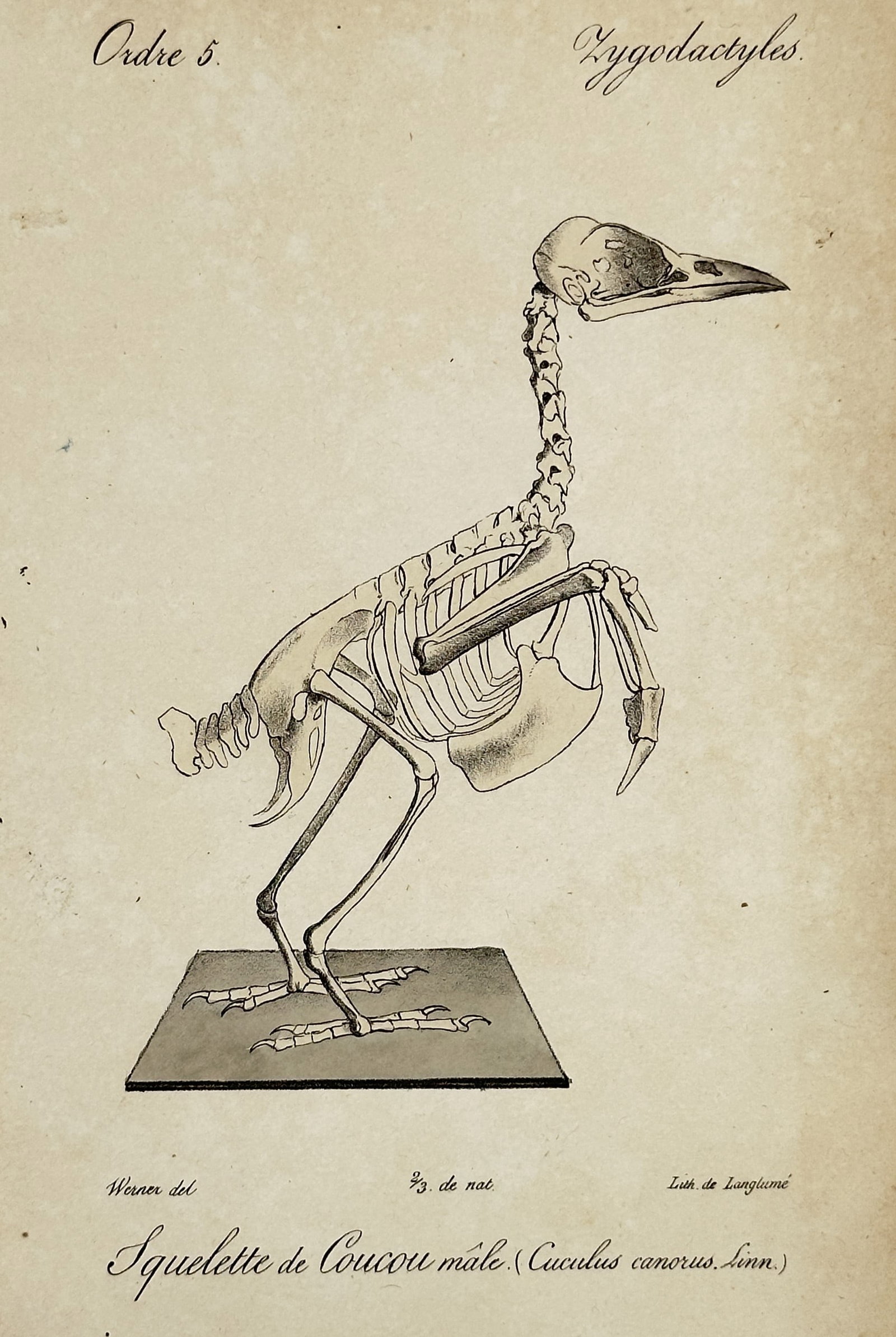 Jean-Charles Werner (1791–1849) – Skeleton of Male Cuckoo – Lithograph (1824) (1 of 2)