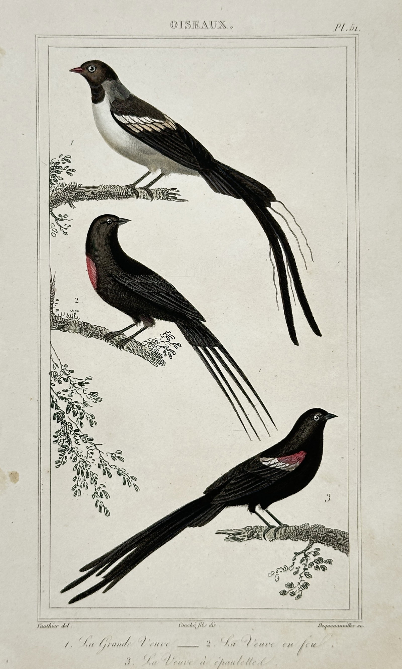 Antoine-Charles Vauthier – View of Various Whydah Birds – Hand-coloured etching (1828) (1 of 2)