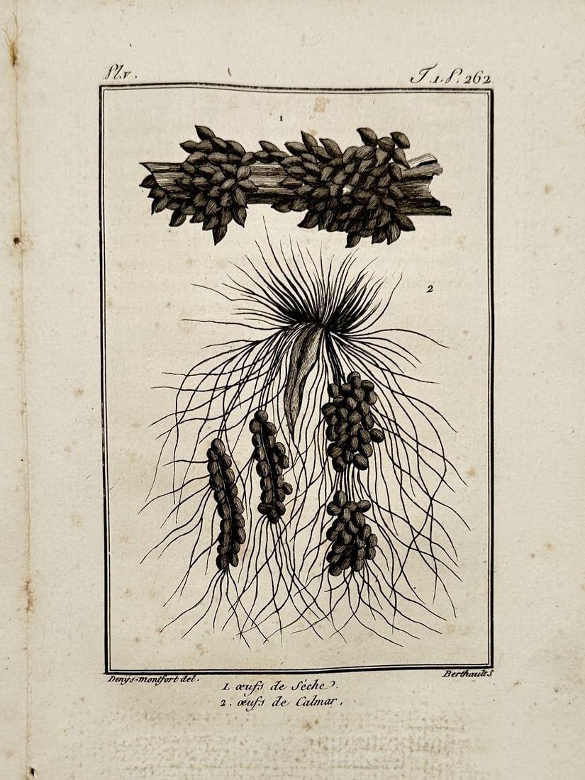 Pierre Denys de Montfort (1766–1820) – Study of Cuttlefish and Squid Eggs – Etching (1801) (1 of 2)