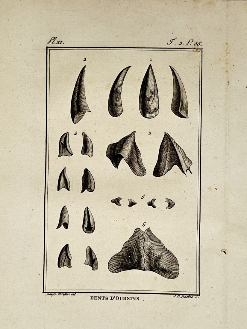 Pierre Denys de Montfort (1766–1820) – View of Sea Urchin Teeth – Etching (1801) (1 of 2)