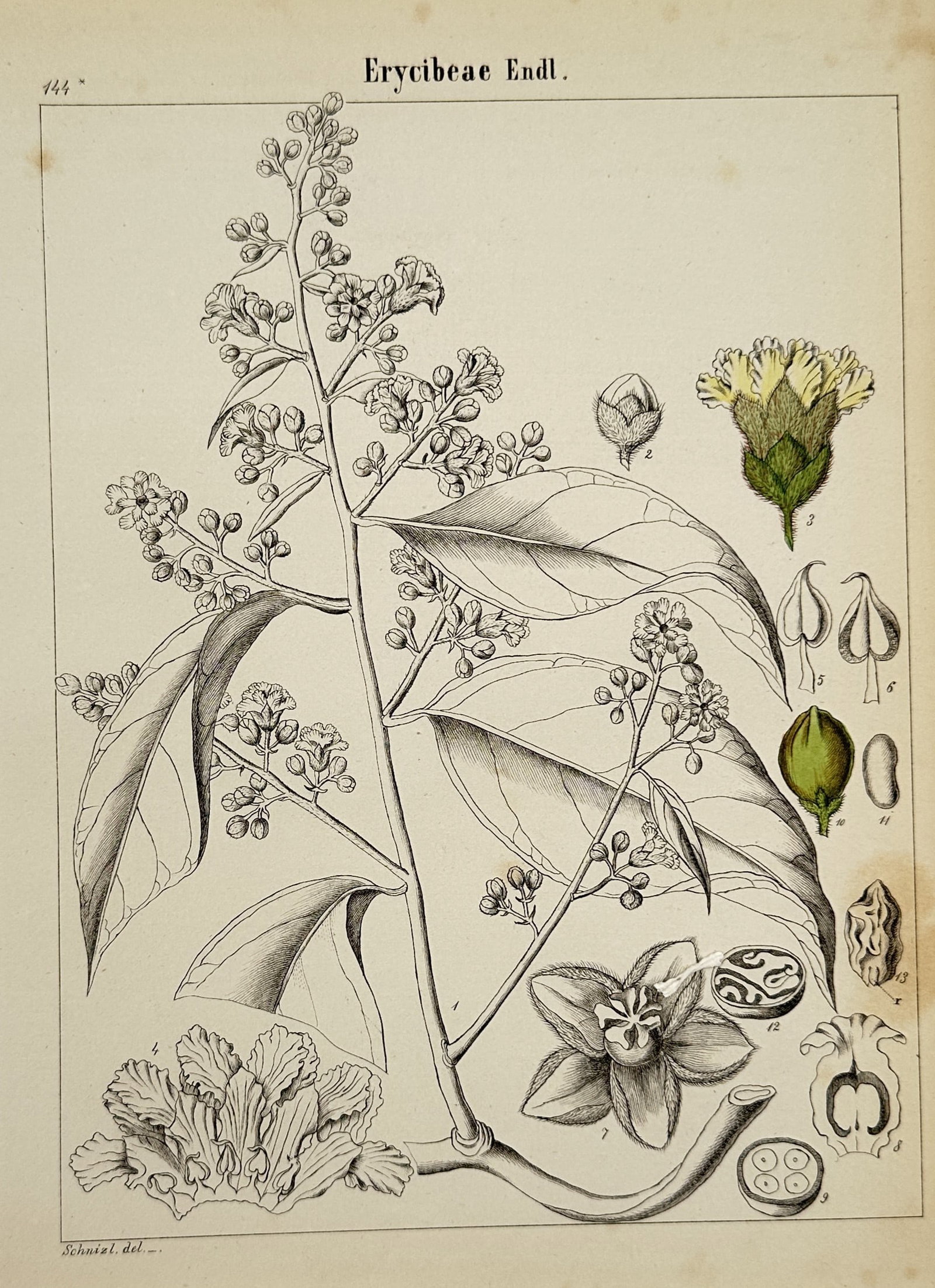 Adalbert Schnizlein (1814–1868) – Erycibeae Endl. – Hand-coloured lithograph (1843): "Erycibeae Endl." is a hand-coloured lithograph providing a detailed botanical analysis of a flowering plant within the Erycibeae tribe. The central illustration depicts a branch with foliage and infl