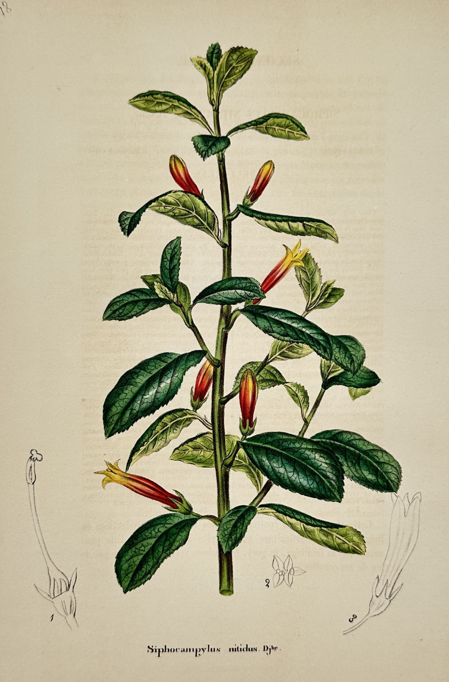 Charles François Antoine Morren (1807–1858) – Siphocampylus nitidus – Hand-coloured: "Siphocampylus nitidus" is a hand-coloured lithograph depicting a flowering botanical specimen with vibrant tubular red and yellow blossoms. The central figure shows the plant's upright stem and dark 