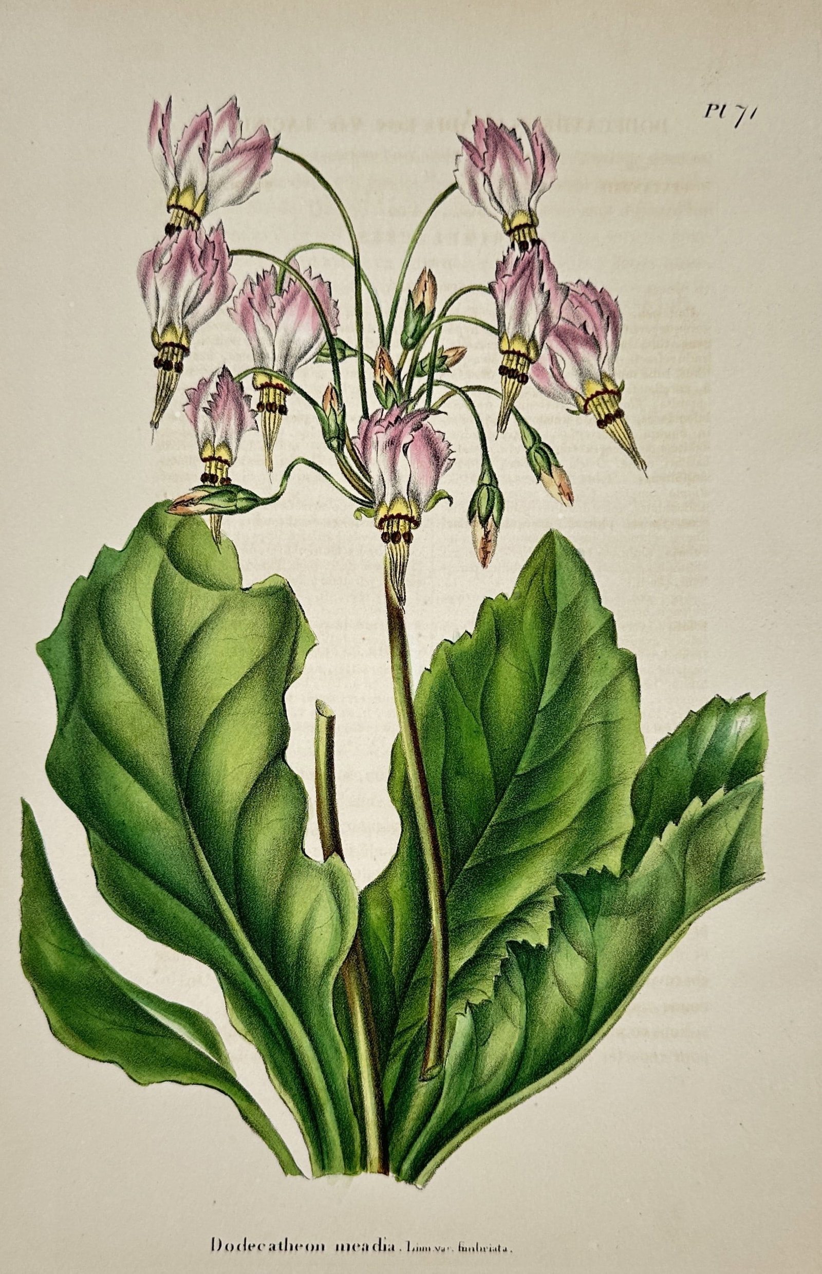 Abraham Jacob van der Aa – View of Shooting Star Flower – Hand-coloured lithograph (1845): "Dodecatheon meadia" is a hand-coloured lithograph depicting the North American wildflower commonly known as the shooting star. The illustration features a basal rosette of green leaves from which an 