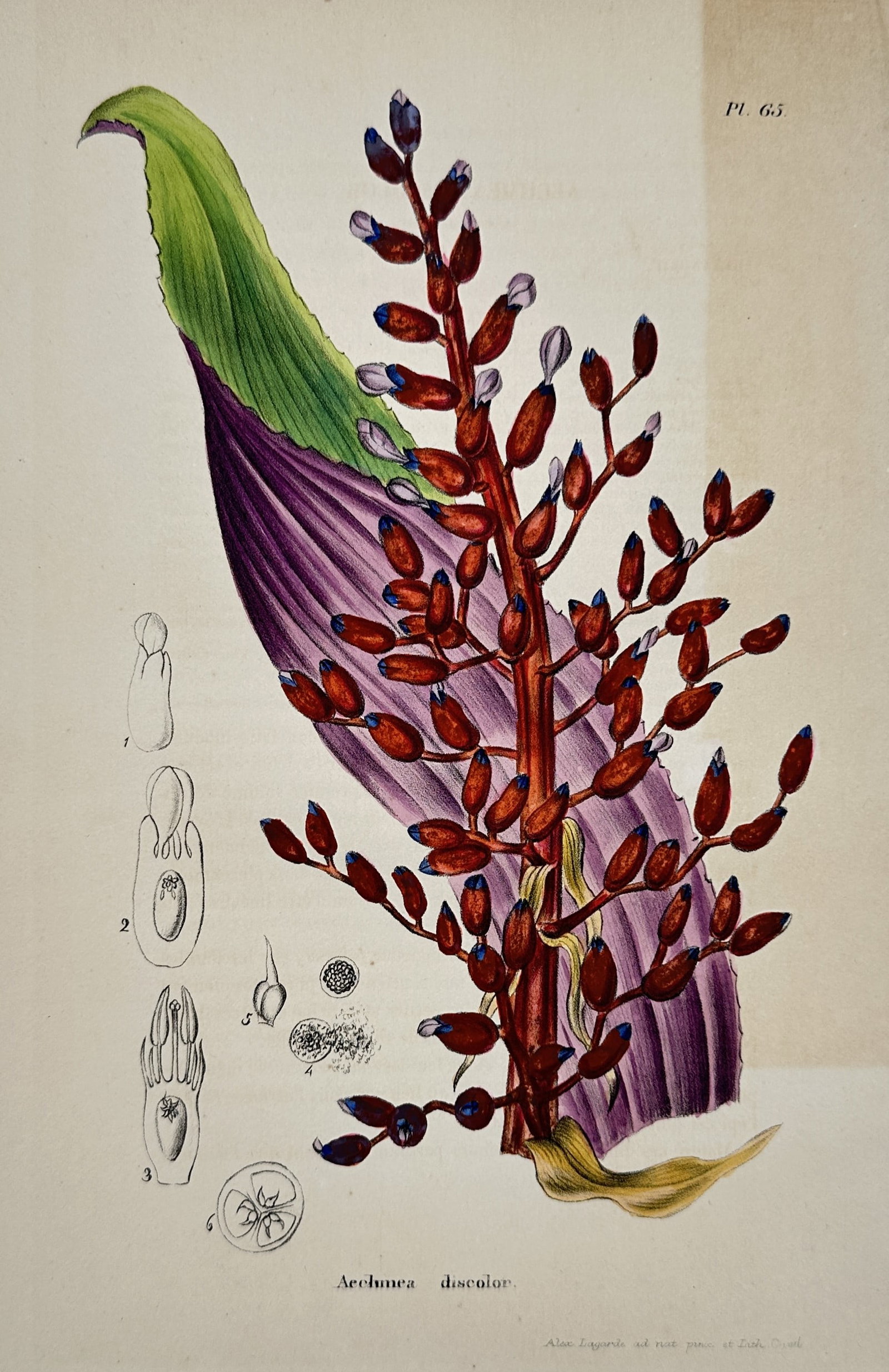 Alex Lagarde – Aechmea discolor – Hand-coloured lithograph (1845) (1 of 2)