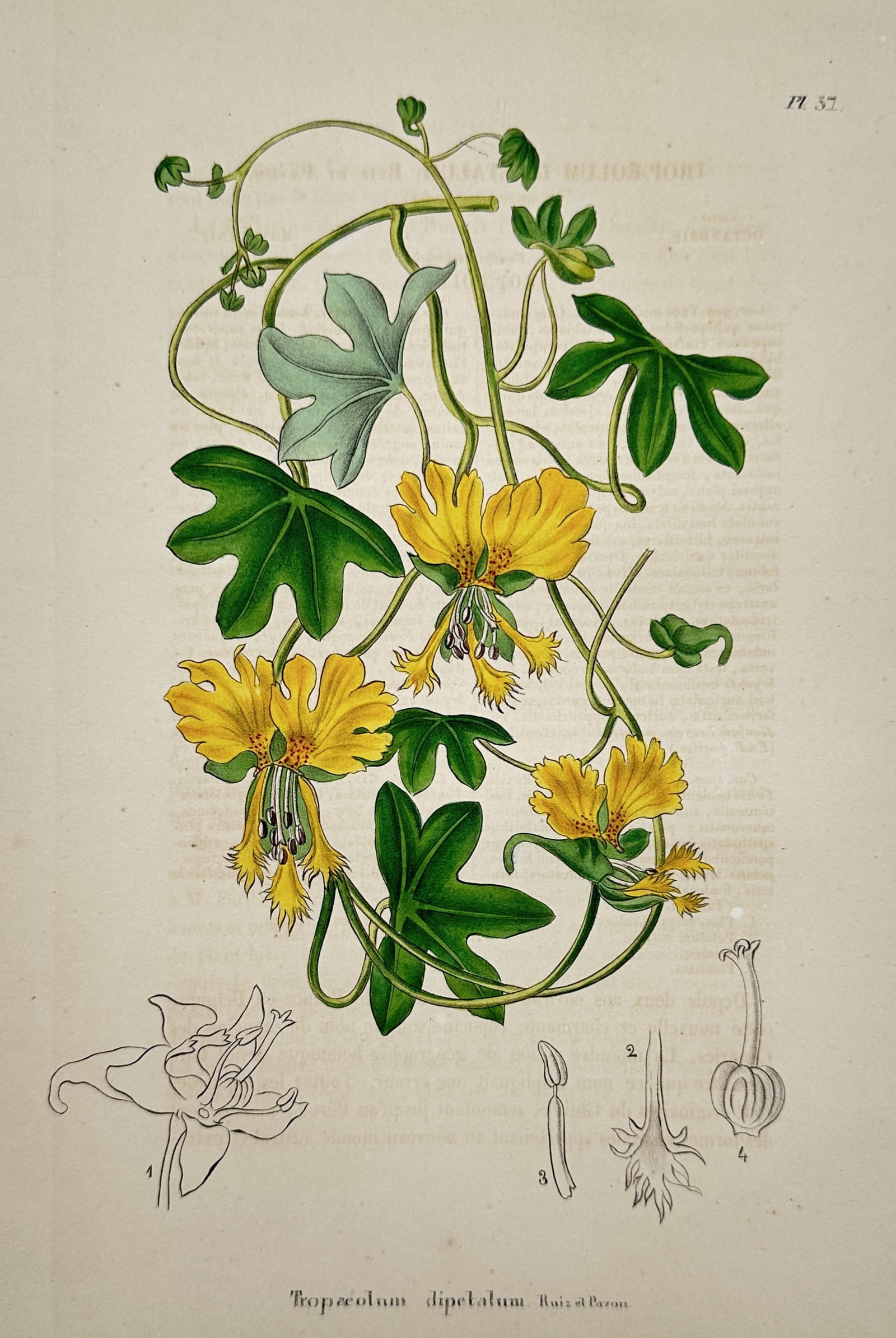 Abraham Jacob van der Aa – View of Tropaeolum dipetalum – Hand-coloured lithograph (1845): "Tropaeolum dipetalum Ruiz et Pavon" is a hand-coloured lithograph depicting a climbing nasturtium species with distinct lobed foliage and vibrant yellow flowers. The composition shows the twining hab