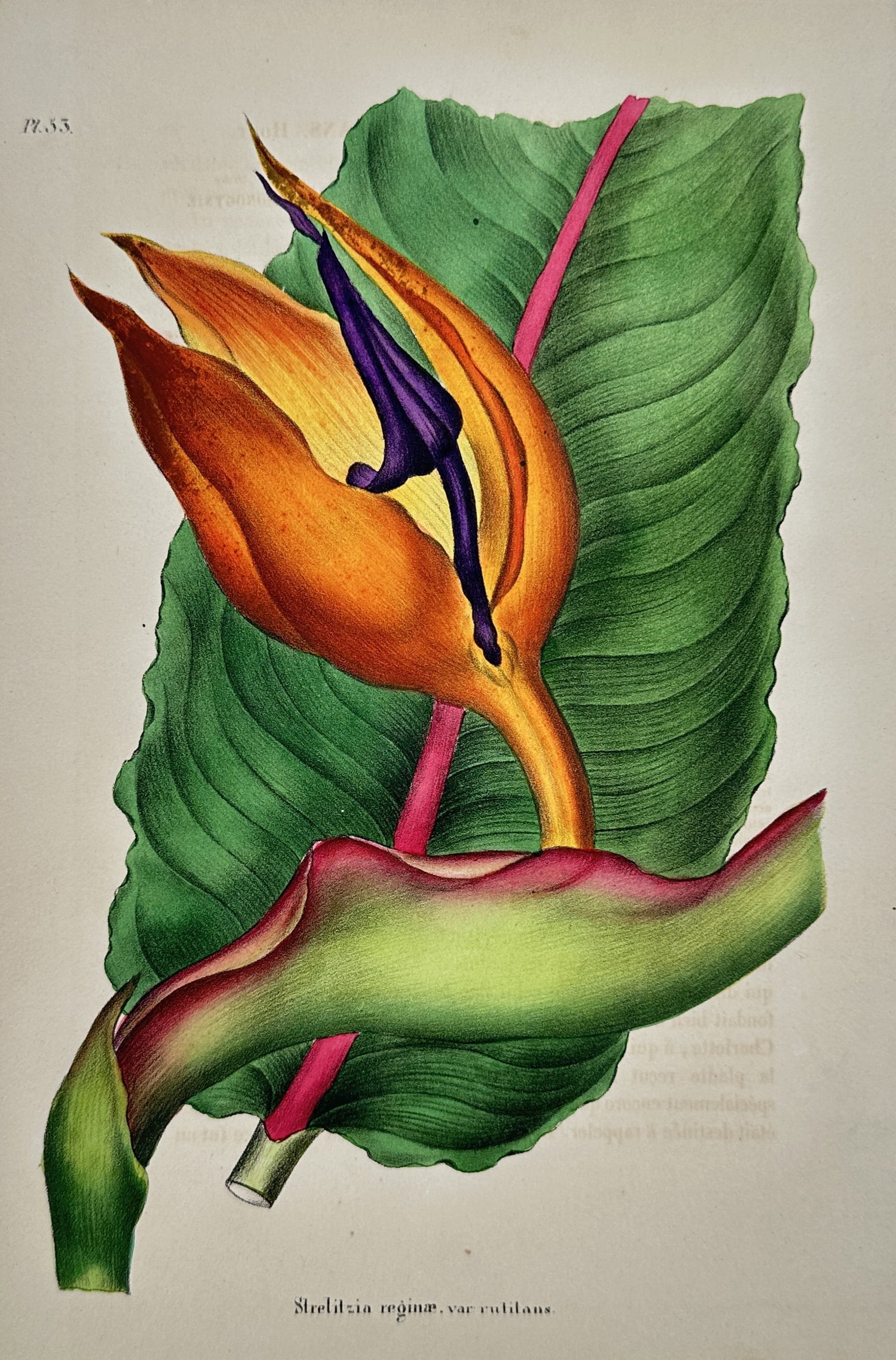Alex Lagarde – Strelitzia reginae var. rutilans – Hand-coloured lithograph (1845): "Strelitzia reginae, var. rutilans" is a hand-coloured lithograph depicting the bird of paradise flower in a bold, close-up composition. The illustration showcases the characteristic orange sepals and