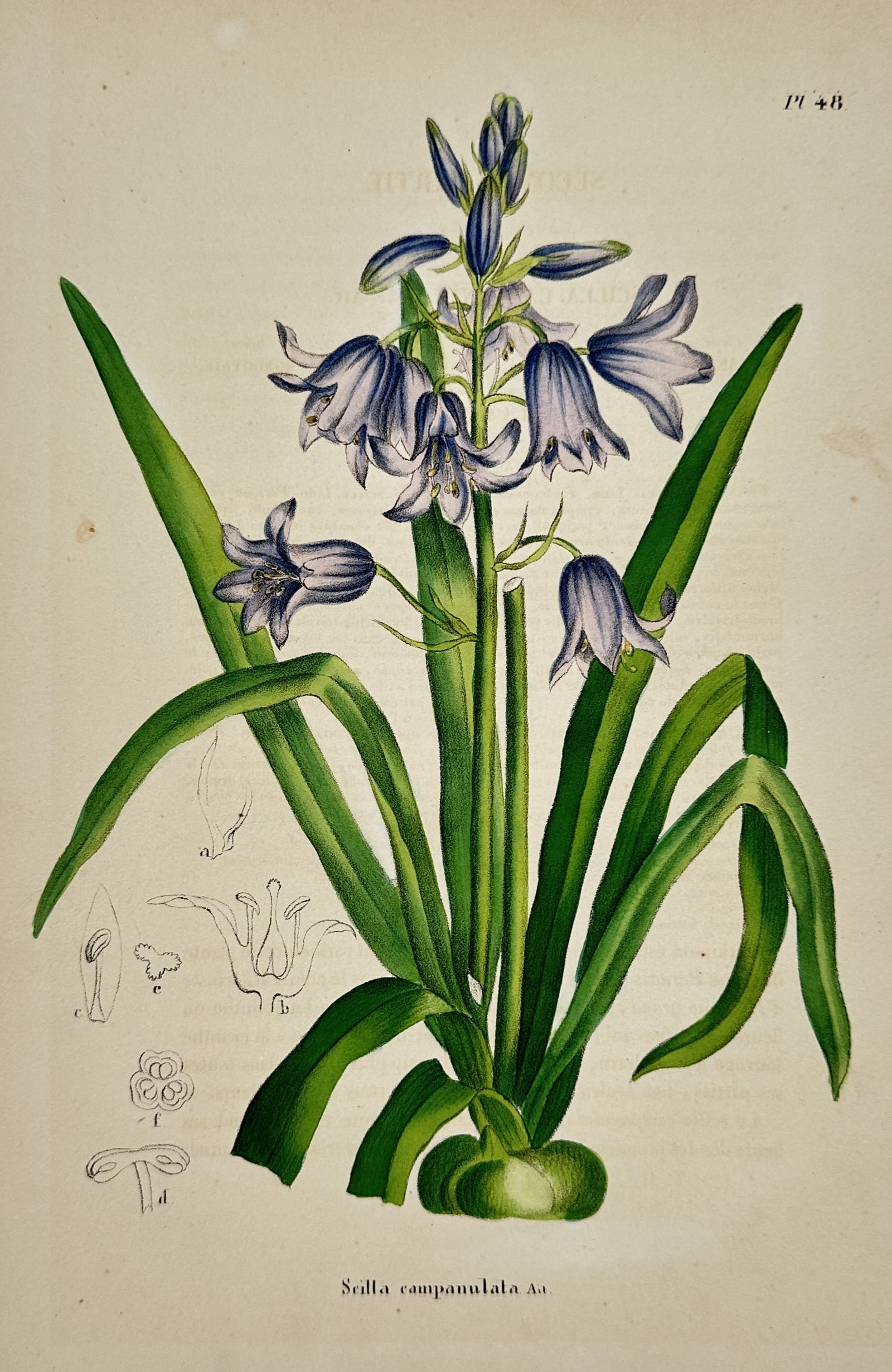 Alex Lagarde – Scilla campanulata – Hand-coloured lithograph (1845): "Scilla campanulata" is a hand-coloured lithograph illustrating a Spanish Bluebell in full bloom. The composition features a central flowering spike with nodding blue bell-shaped blossoms, emerging fr
