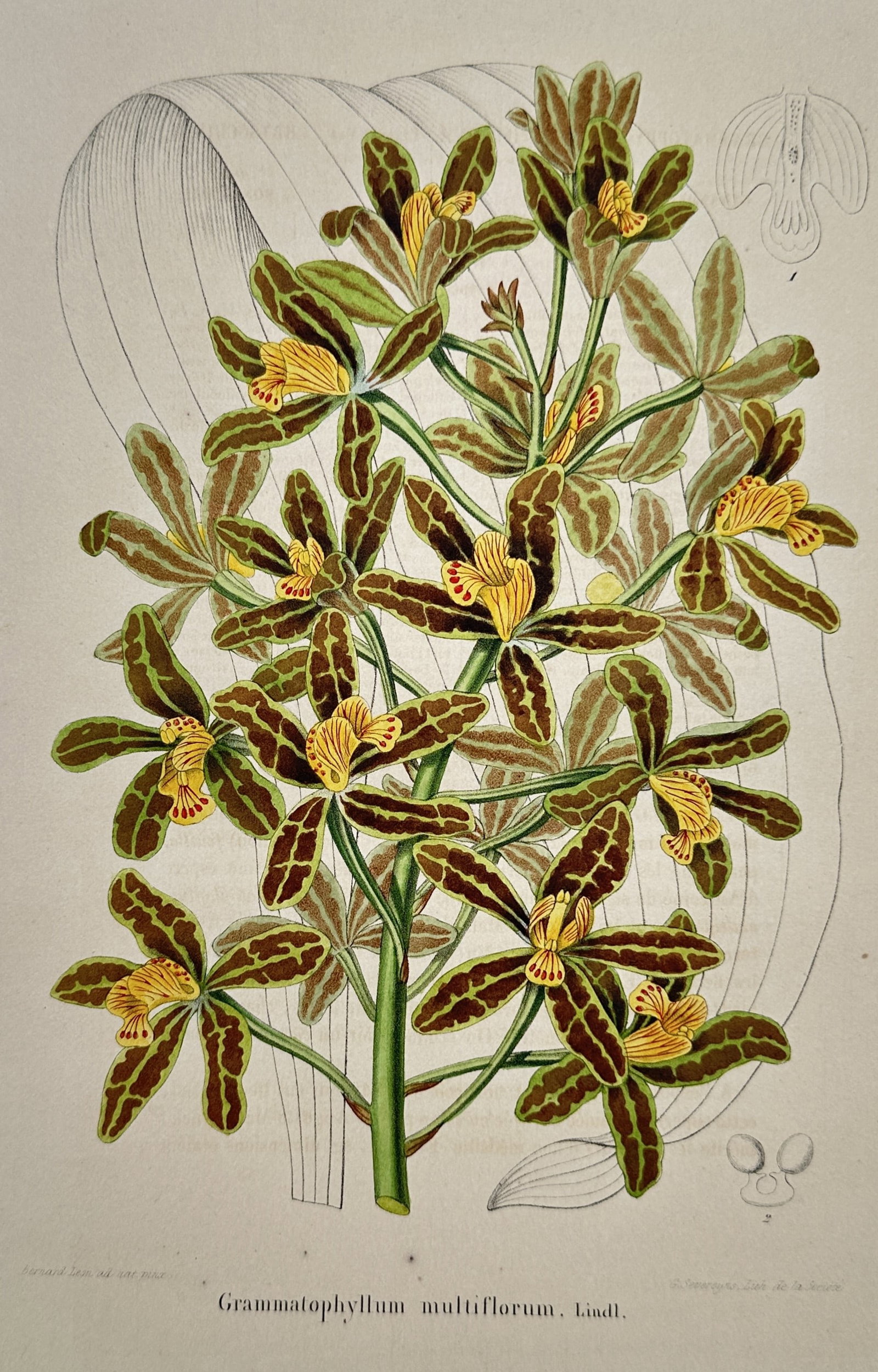 Guillaume Severeyns – Grammatophyllum multiflorum – Hand-coloured lithograph (1845): "Grammatophyllum multiflorum, Lindl." is a hand-coloured lithograph illustrating a lush orchid spike with numerous patterned brown and yellow flowers. The central composition highlights the dense flow
