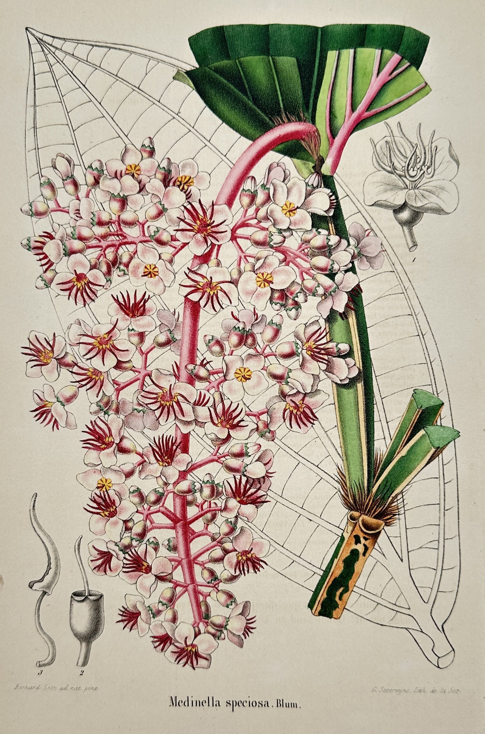 Guillaume Severeyns – Medinilla speciosa – Hand-coloured lithograph (1845): "Medinilla speciosa, Blum." is a hand-coloured lithograph illustrating the Showy Pink Berry plant in vibrant detail. The composition features a dense, drooping panicle of delicate pink flowers with br