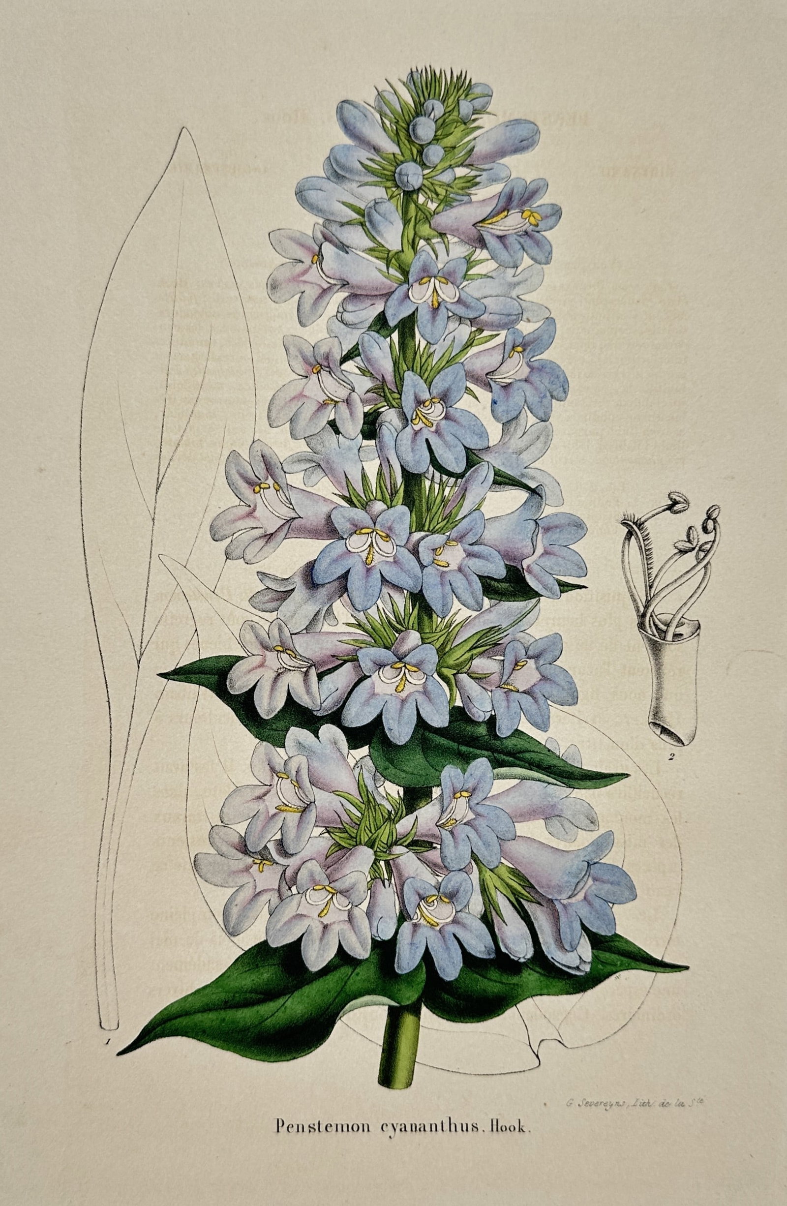 Guillaume Severeyns – Penstemon cyananthus – Hand-coloured lithograph (1845): "Penstemon cyananthus, Hook." is a hand-coloured lithograph depicting the Platte River beardtongue in full bloom. The central illustration features a dense, vertical spike of bell-shaped blue and lila