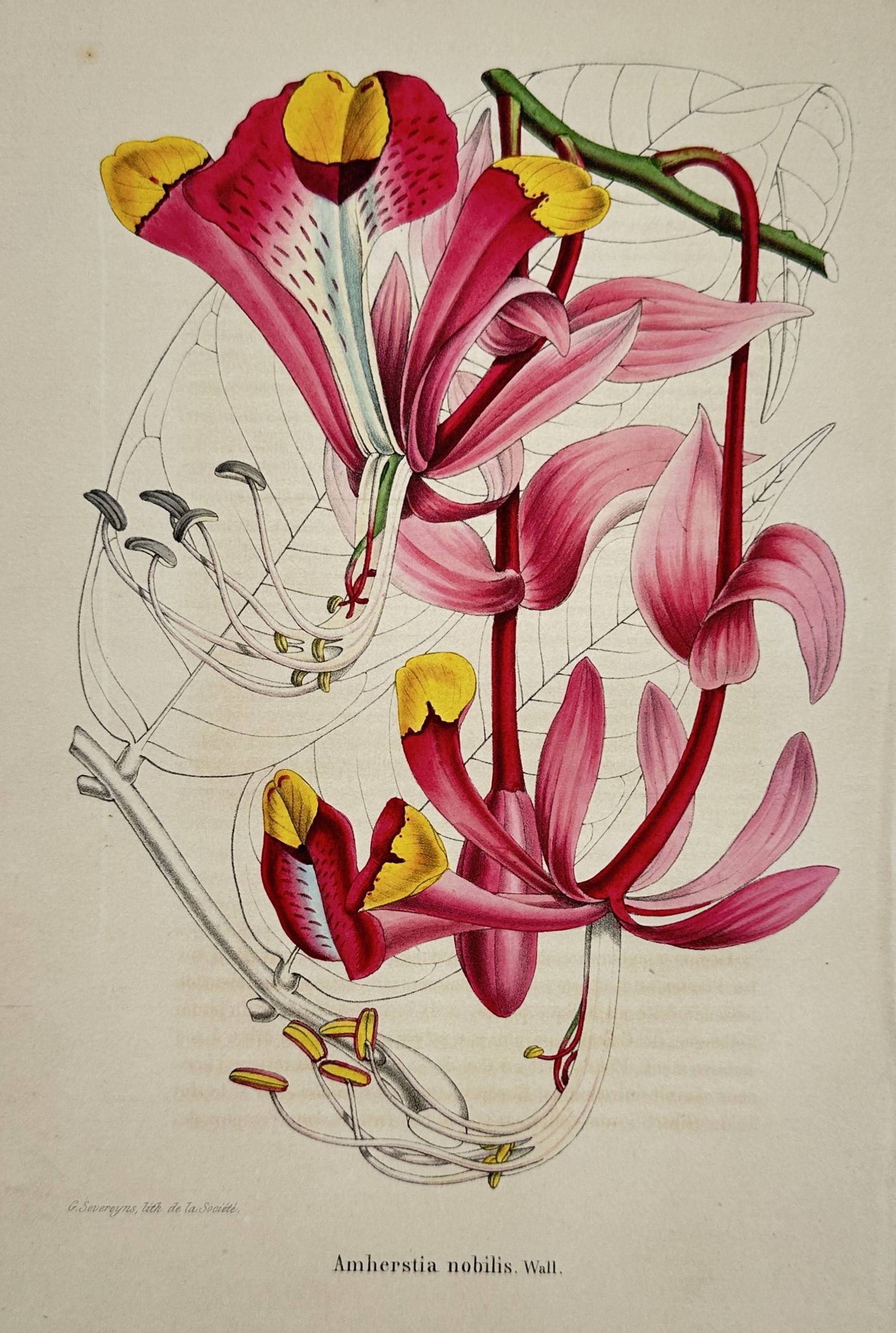 Guillaume Severeyns – Amherstia nobilis – Hand-coloured lithograph (1845): "Amherstia nobilis, Wall." is a hand-coloured lithograph depicting the Pride of Burma in elegant detail. The composition features the plant's cascading crimson flowers with yellow accents on the upper
