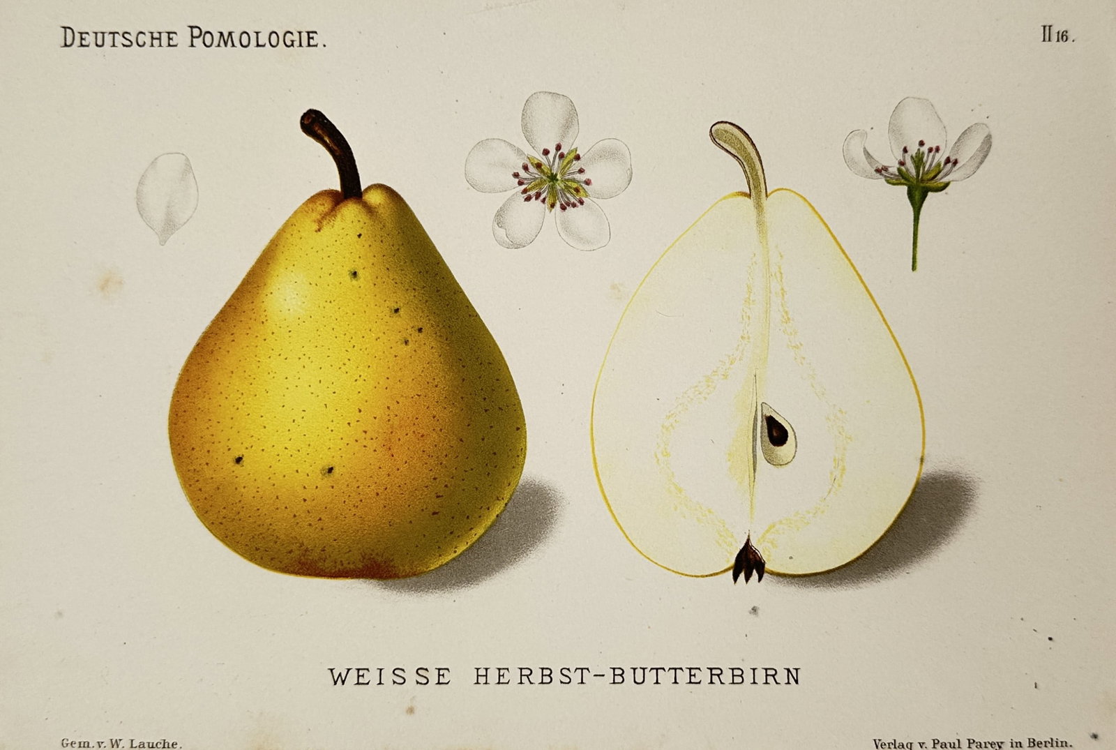 Wilhelm Lauche (1827–1883) – View of White Autumn Butter Pear – Chromolithograph (1882): "Weiße Herbst-Butterbirn" is a chromolithograph illustrating a whole pear fruit alongside a longitudinal cross-section revealing the core and seeds. The plate further displays botanical details of th