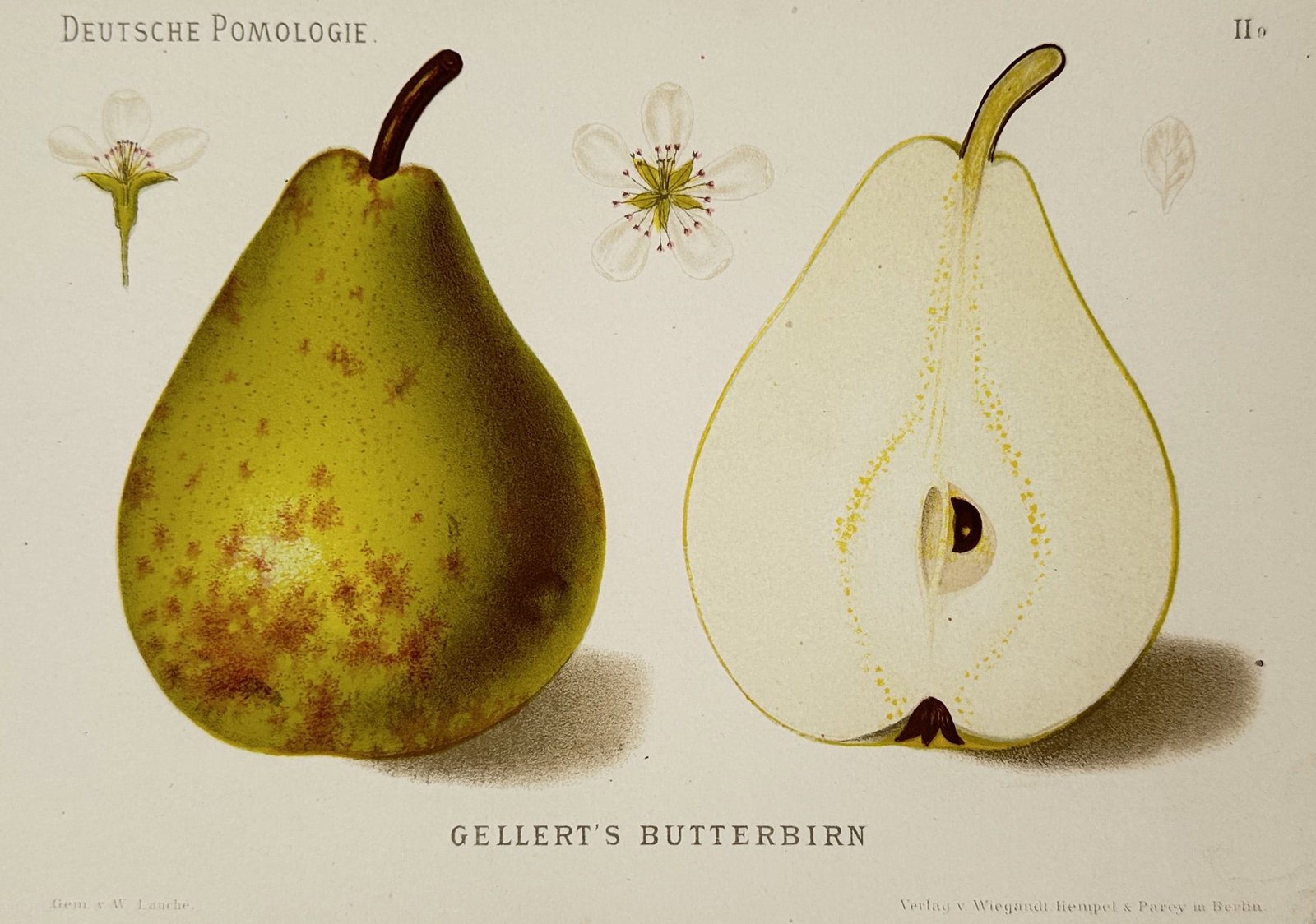 Wilhelm Lauche (1827–1883) – View of Gellert's Butter Pear – Chromolithograph (1882): "Gellert's Butterbirn" is a chromolithograph featuring a whole specimen of the Gellert's Butter pear alongside a longitudinal section that highlights the interior flesh and seed. The composition is su