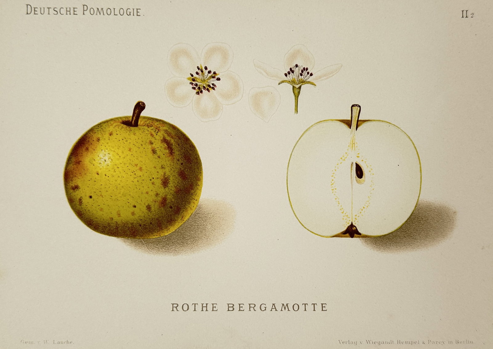 Wilhelm Lauche (1827–1883) – View of Red Bergamot Pear – Chromolithograph (1882): "Rothe Bergamotte" is a chromolithograph depicting a whole red bergamot pear next to a vertical cross-section showing the internal core structure and seed. The composition is rounded out by three smal
