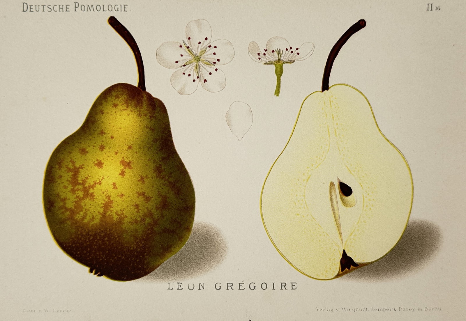Wilhelm Lauche (1827–1883) – View of Leon Gregoire Pear – Chromolithograph (1882): "Leon Grégoire" is a chromolithograph illustrating a whole pear fruit alongside a longitudinal section that displays the internal flesh, core, and seed. The plate is completed with botanical renderin