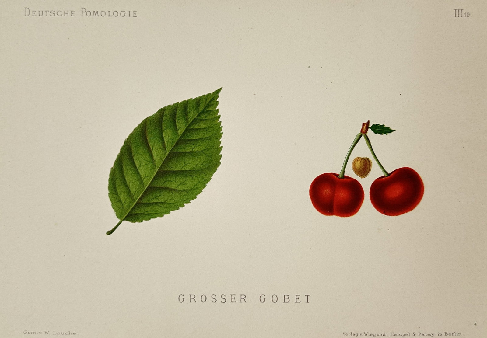 Wilhelm Lauche (1827–1883) – View of Grosser Gobet Cherry – Chromolithograph (1882): "Grosser Gobet" is a chromolithograph depicting a single green serrated leaf alongside a pair of vibrant red cherries attached to a common stem. A small illustration of the cherry stone is positioned 