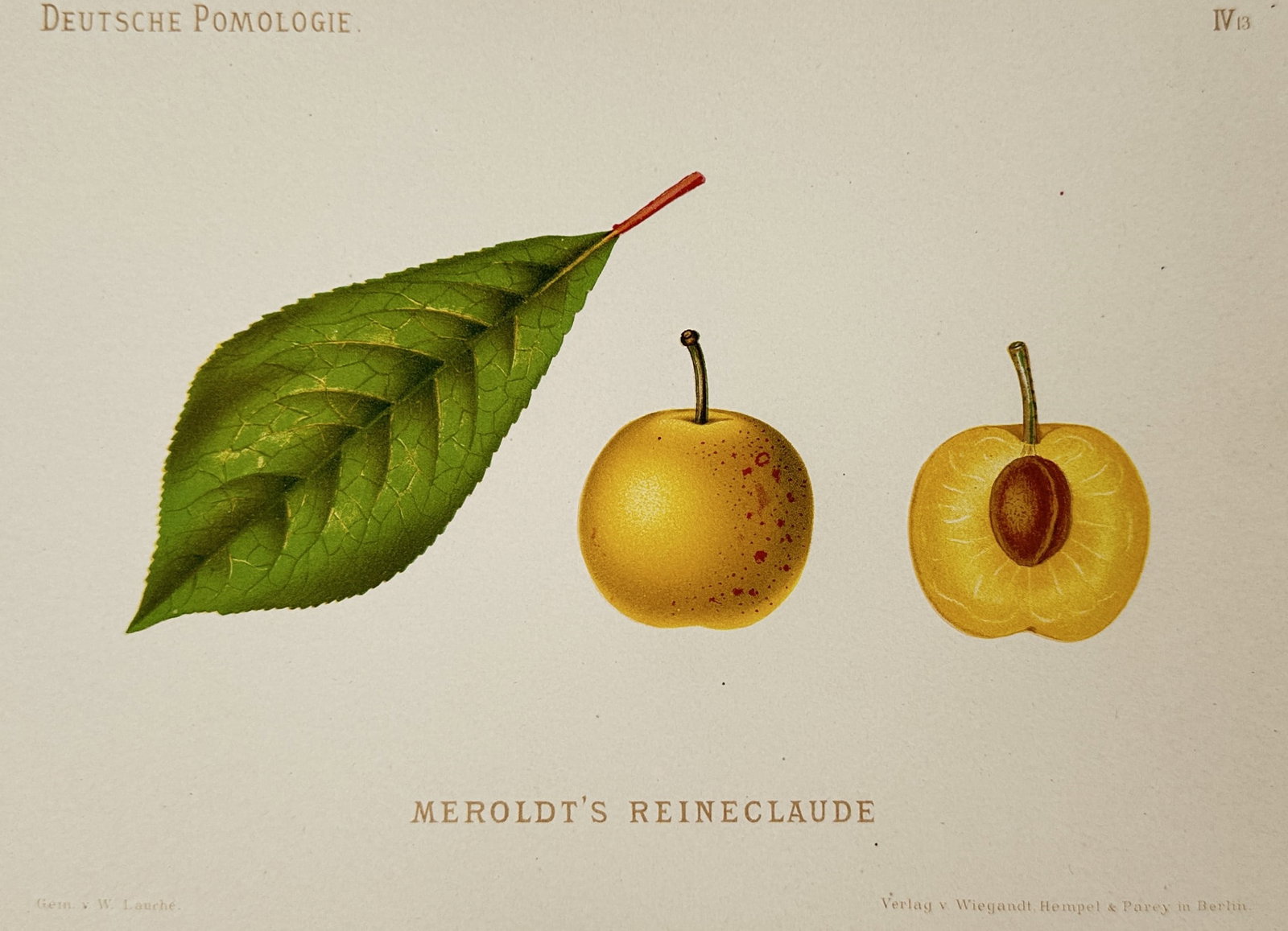 Wilhelm Lauche (1827–1883) – View of Meroldt's Reineclaude Plum – Chromolithograph (1882): "Meroldt's Reineclaude" is a chromolithograph illustrating a single green serrated leaf alongside a whole yellow plum and a vertical cross-section of the fruit revealing the internal flesh and stone. 