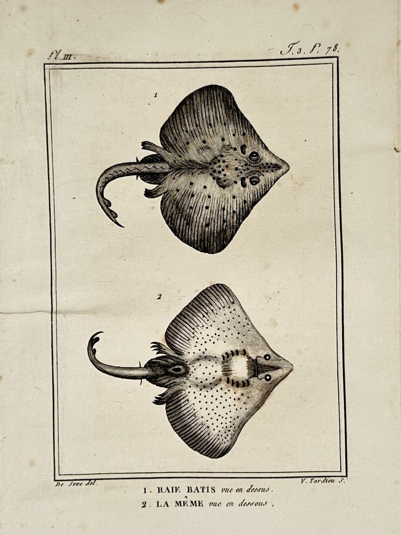 Georges-Louis Leclerc, Comte de Buffon – View of Blue Skate – Etching (1798) (1 of 2)